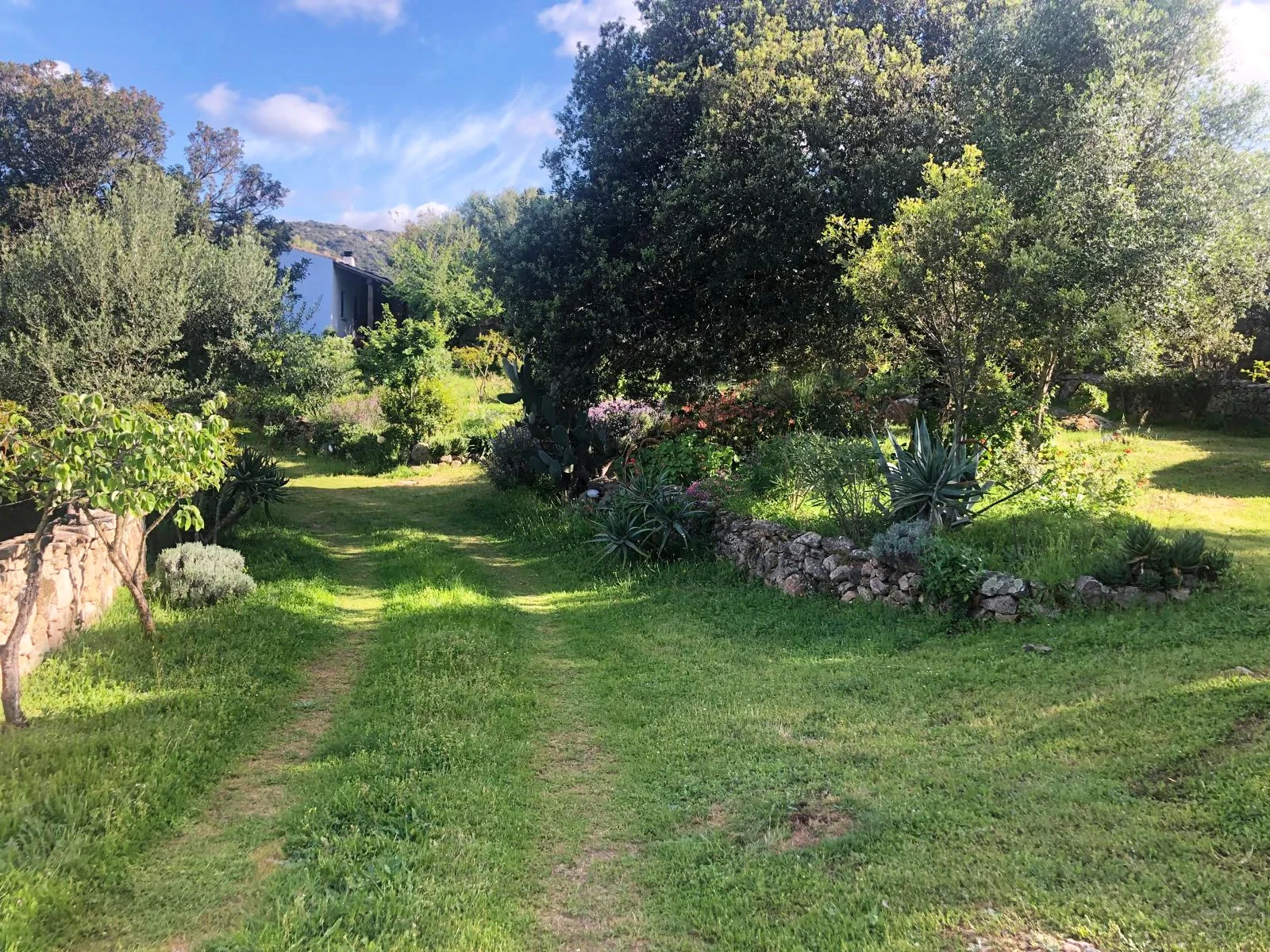 Ein sonniger Garten mit grasbewachsenem Weg, umgeben von Bäumen, Sträuchern und einem Steinbeet mit Sukkulenten. Im Hintergrund sind Hügel und ein blauer Himmel mit Wolken sichtbar.