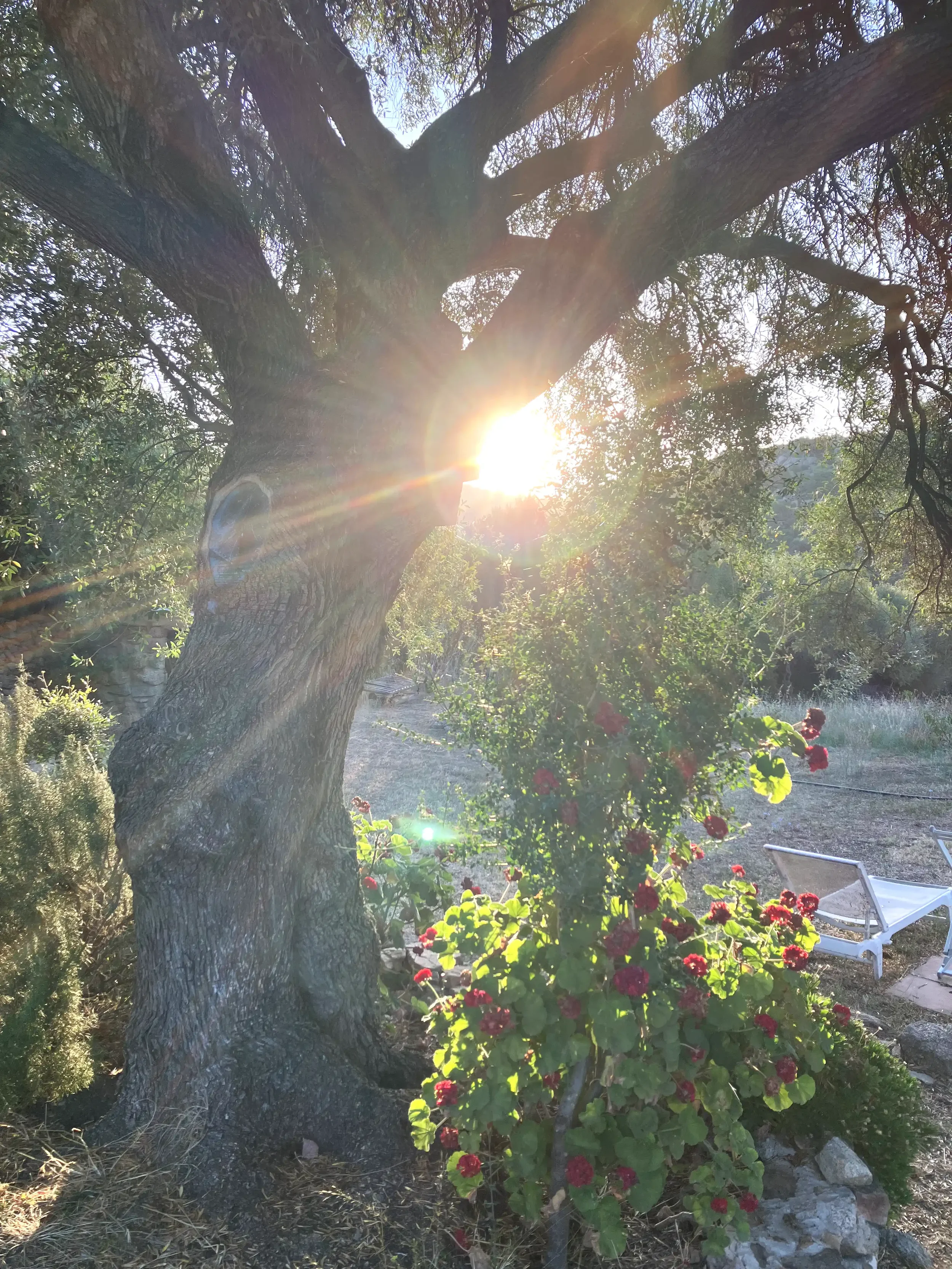 Sonne scheint durch einen großen Baum mit dicken Ästen und Blättern. Im Vordergrund sind rote Blumen und ein liegender Stuhl zu sehen.