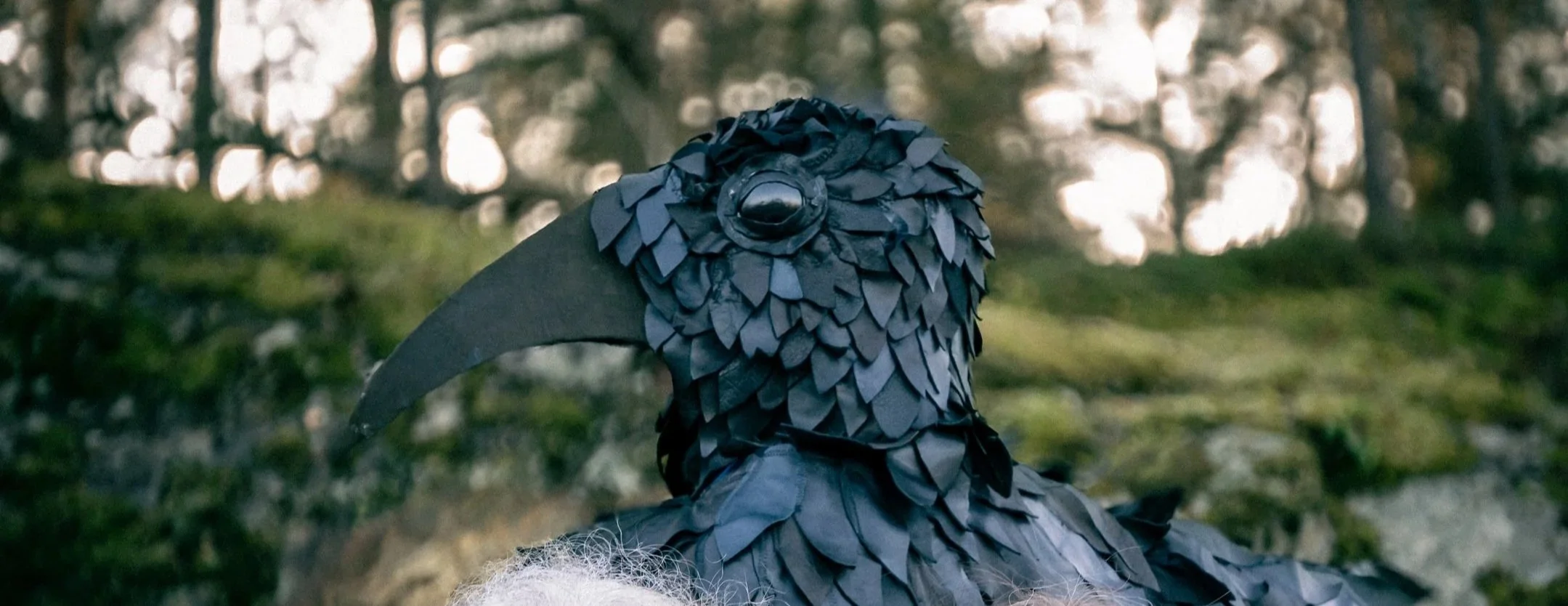 En svart fågel med fjäderliknande strukturer på huvudet, i en skogsmiljö utomhus.