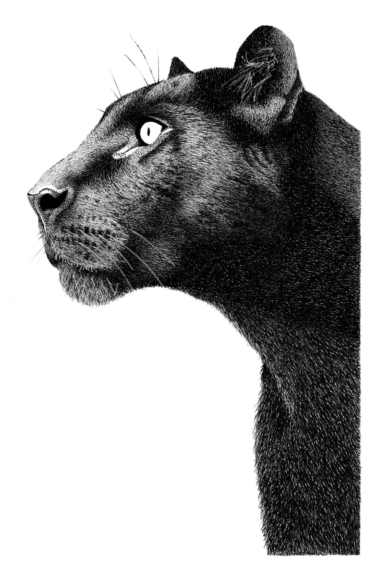 Black Panther Illustration