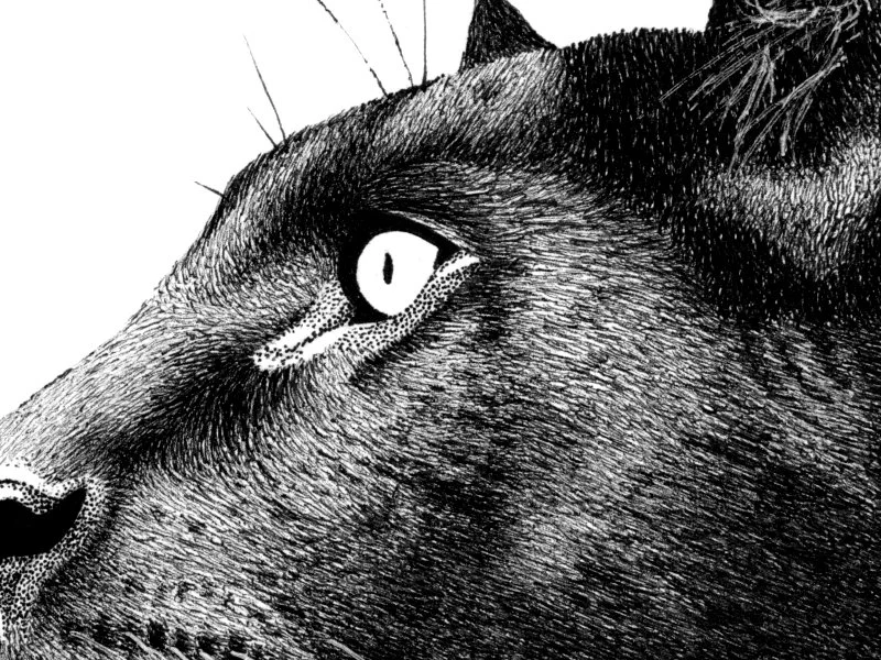 Animal Illustrations