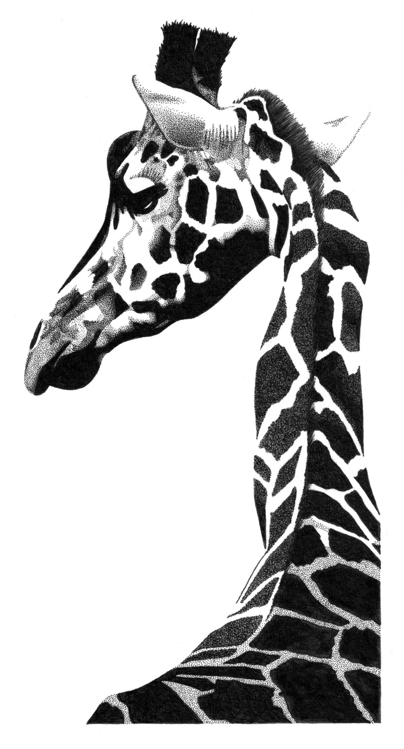 Traditional Pen and ink illustration of a giraffe