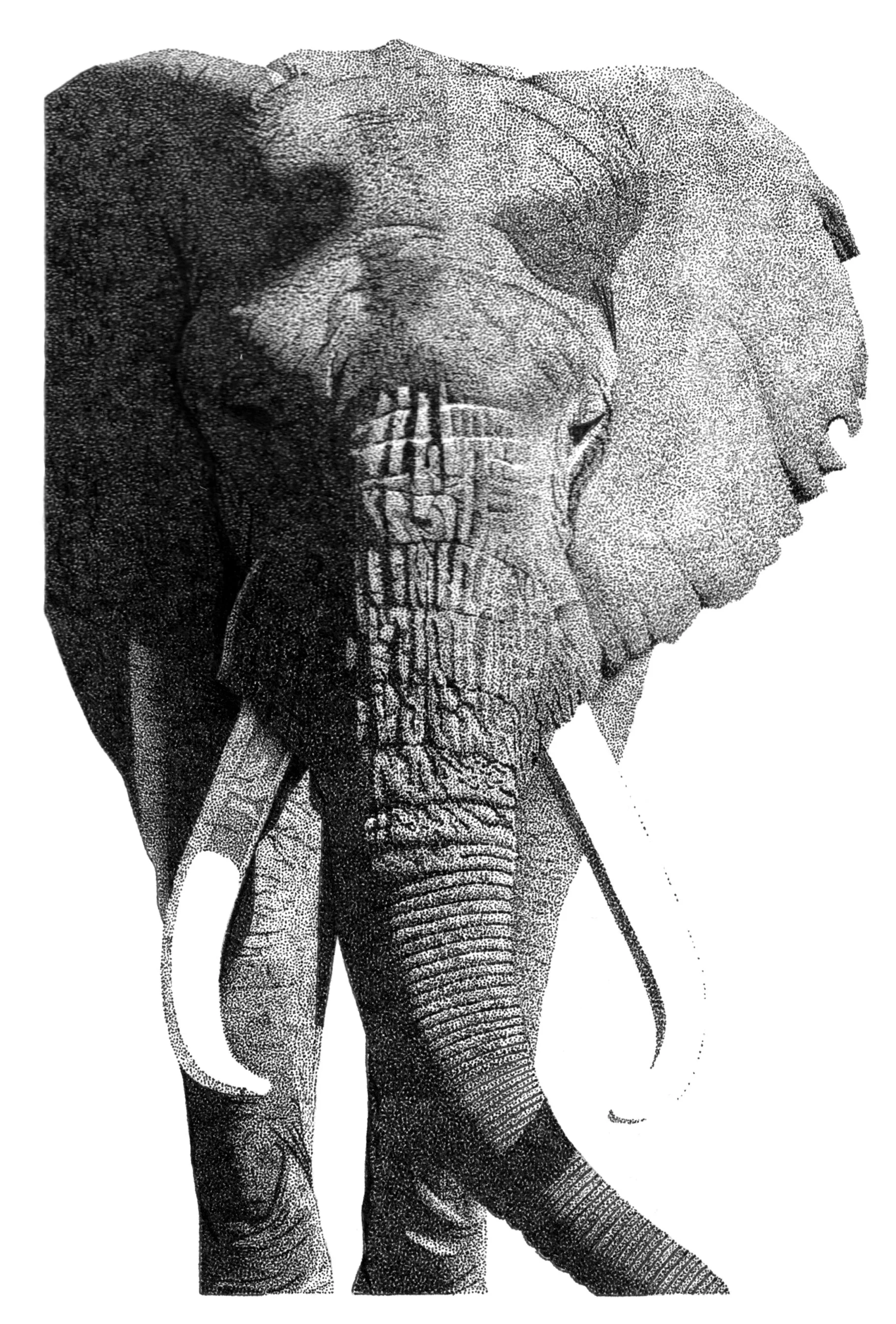 Traditional pen and ink illustration of an Elephant