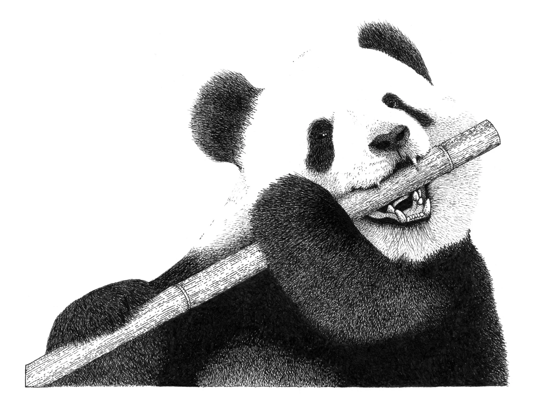 Traditional pen and ink illustration of a Panda