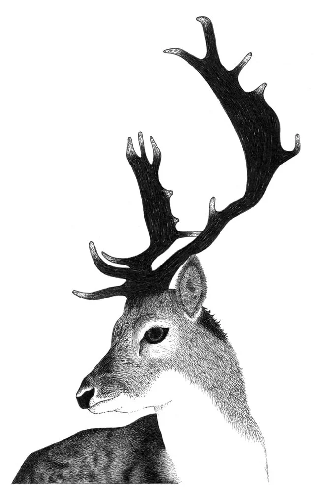 Traditional pen and ink illustration of a deer