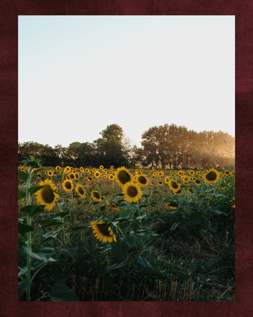 feed_girasol.png
