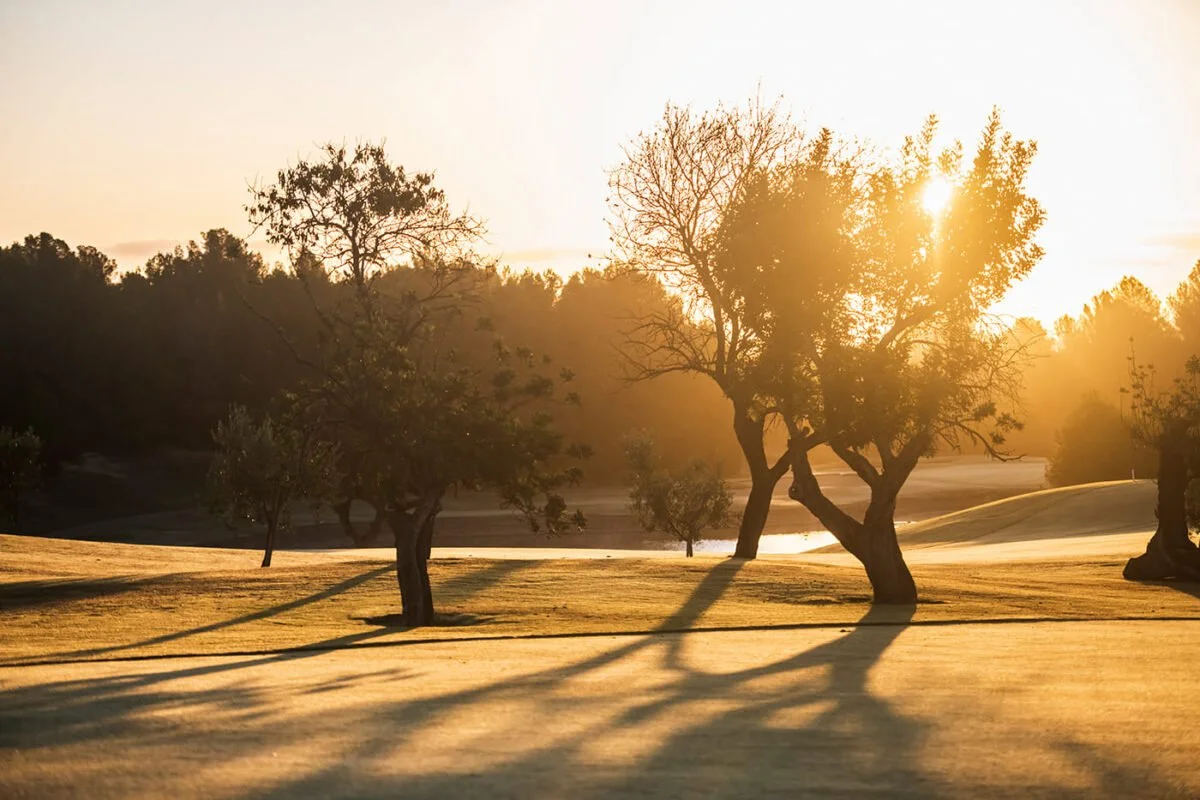 Árboles en un paisaje abierto con sombra al atardecer o amanecer.