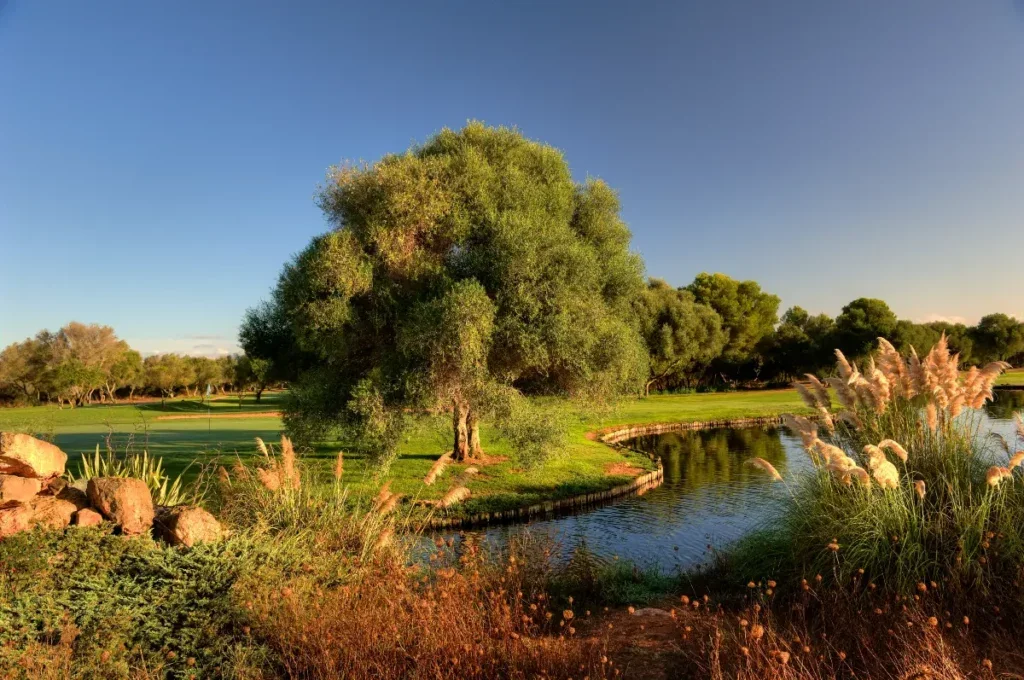 Paisaje natural con árbol grande, césped, río y plantas ornamentales en un día soleado.