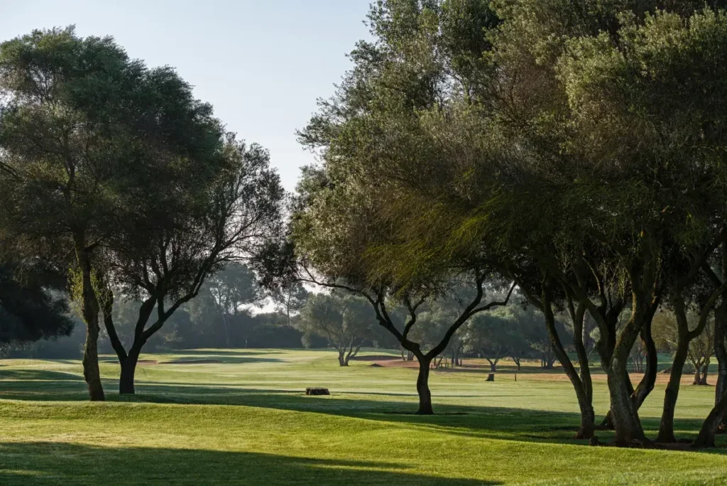 Campo de golf con árboles dispersos y césped bien cuidado bajo luz solar