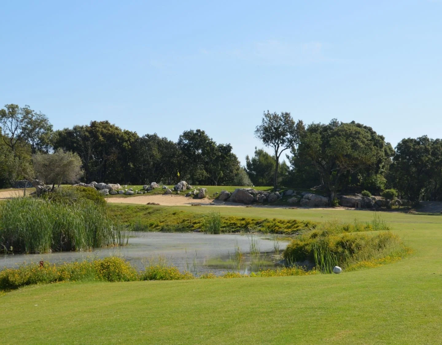 Campo de golf con césped bien cuidado, un pequeño estanque con plantas acuáticas y vegetación, rodeado de árboles y rocas en un día soleado con cielo despejado.