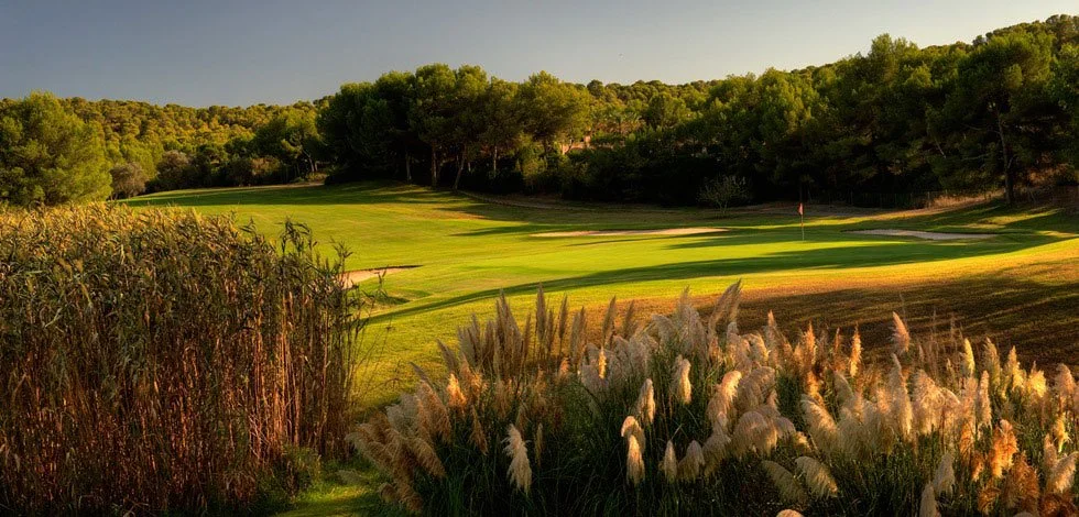 Vista panorámica de un campo de golf con césped bien cuidado, rodeado de árboles y plantas ornamentales en primer plano, bajo un cielo despejado.