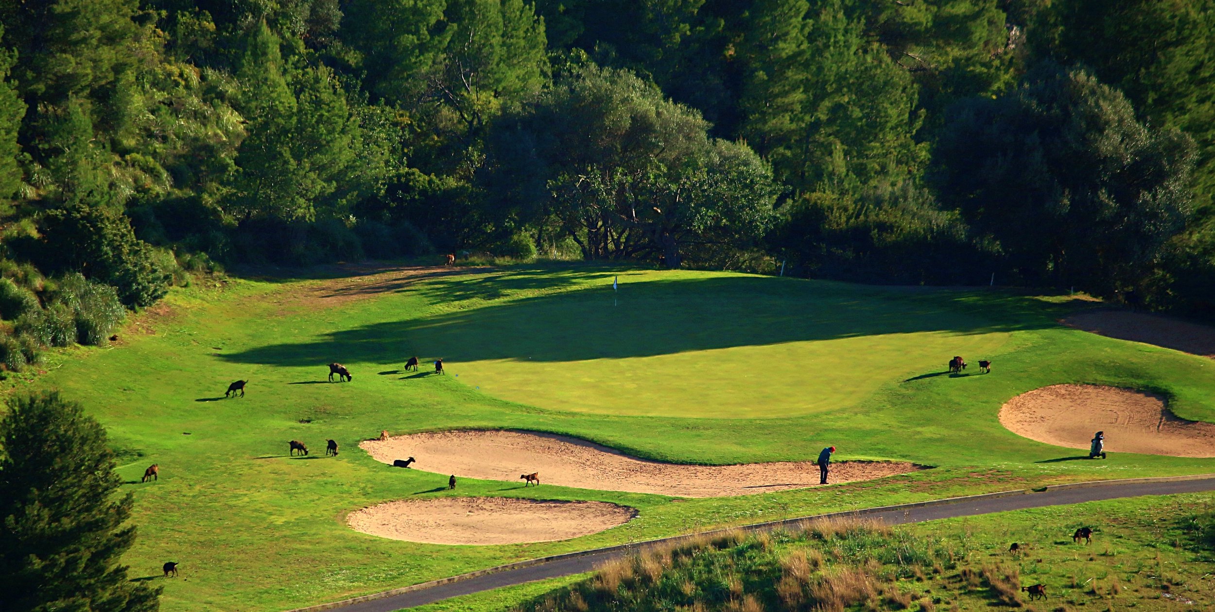 Un campo de golf rodeado de árboles, con varios caballos paseando y dos jugadores en el campo, uno cerca de un bunker y otro en un área de césped.