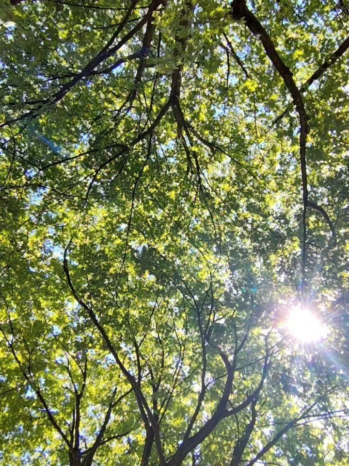 My visual journal from past few weeks and months - Part I

Canopies at Noordplein
@rotterdamseoogst 

My garden becomes lively as spring rolls in

Beautiful fig tree at @dakakker 

Relived old memories, I used to volunteer at @dakakker 

Japanese win