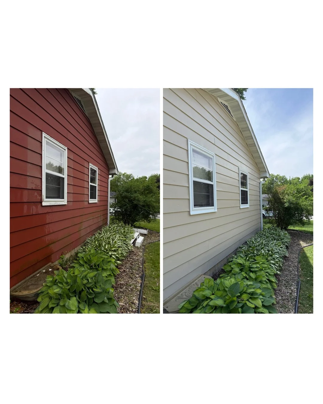 Side-by-side comparison of the same house painted in red on the left and beige on the right, featuring two white-framed windows and landscaped garden with green plants and shrubs.
