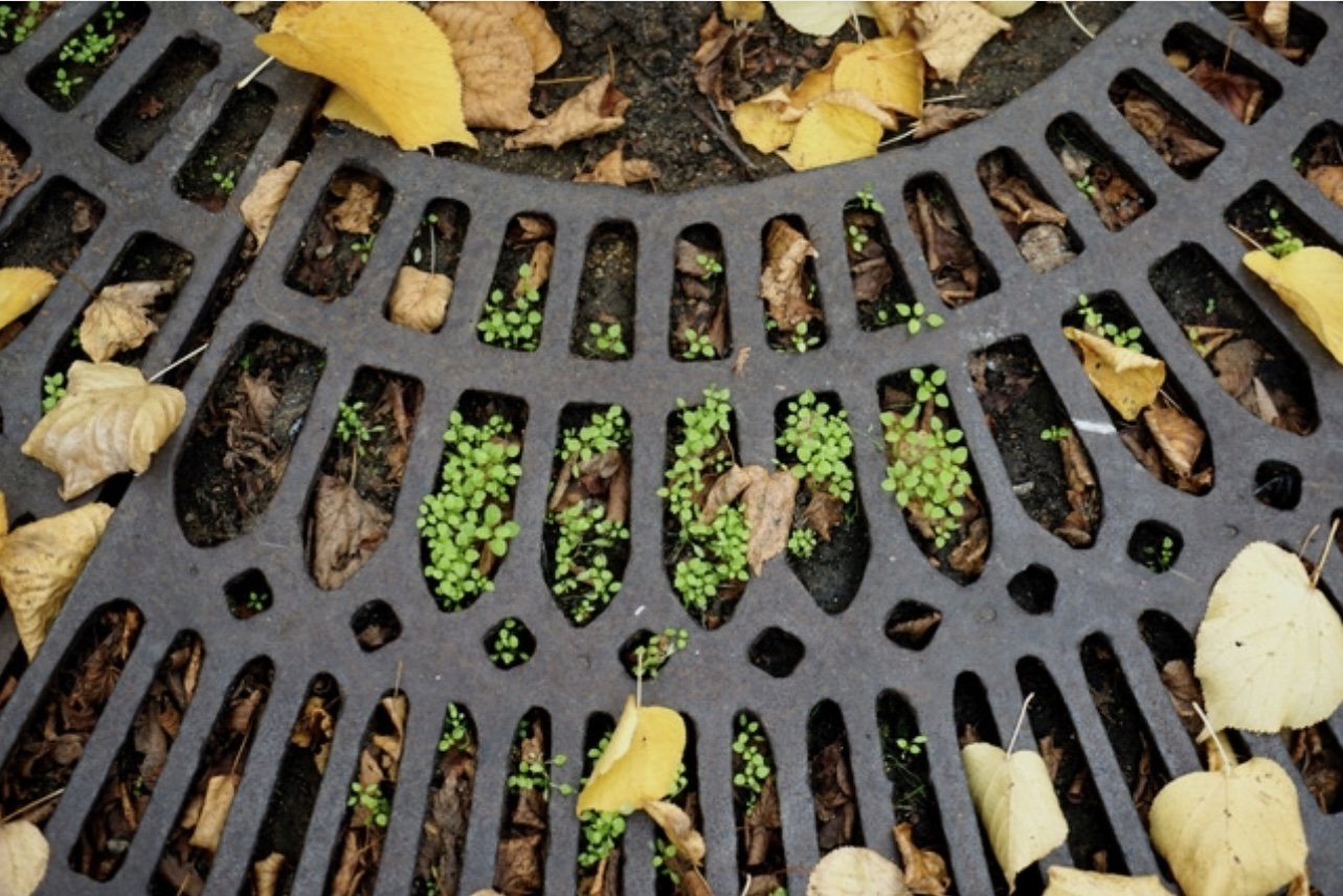 A close-up of a black drain cover with small green plants and yellow leaves around and inside it.