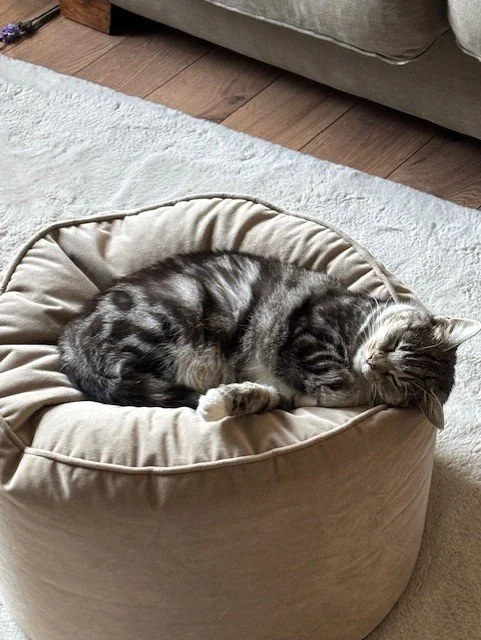 Cat Imaghe Loon.jfif