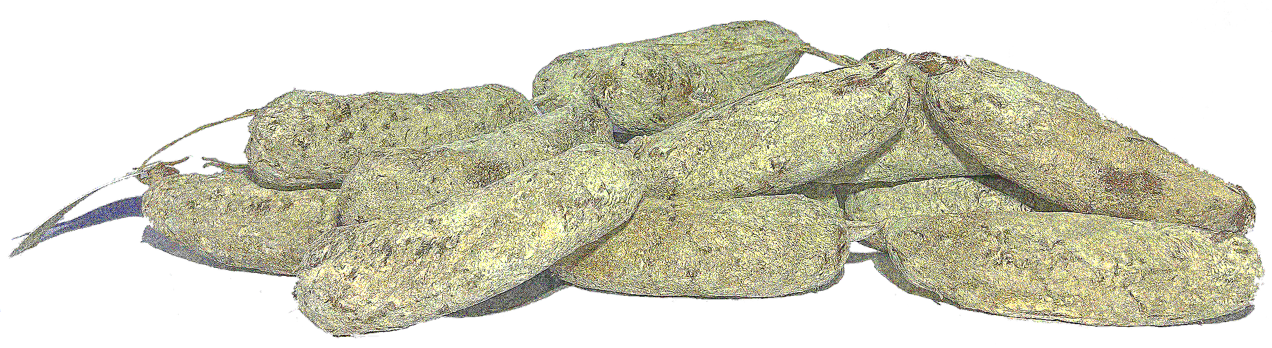 Salametto di Cavallo