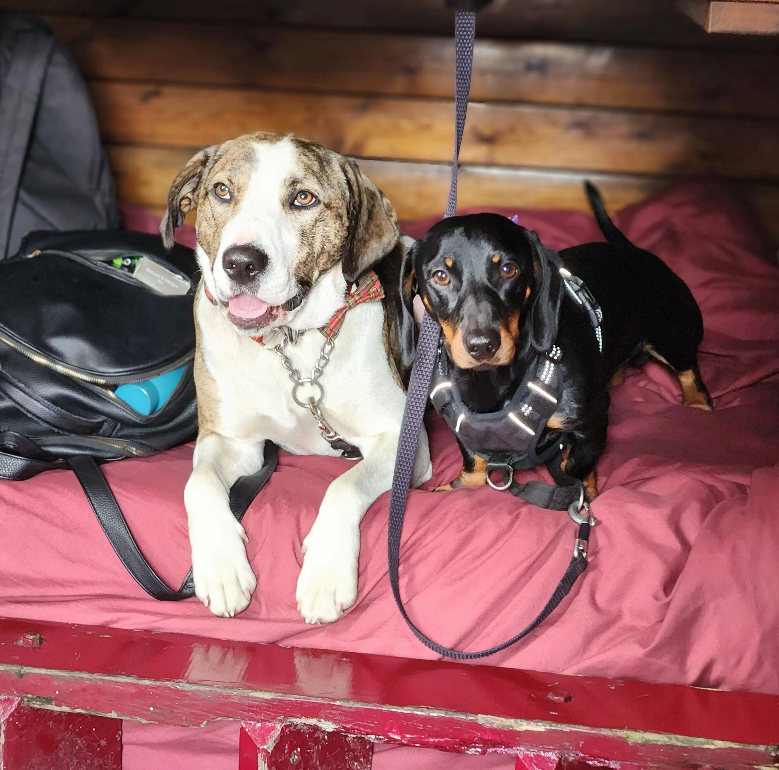 The Steam dogs, Murphy & Winston