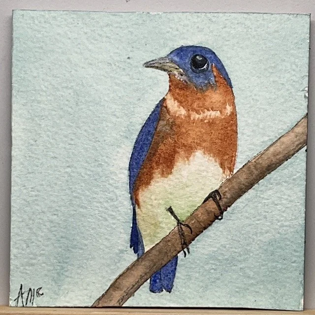 Andi-McCarter_Eastern-Blue-Bird.jpeg