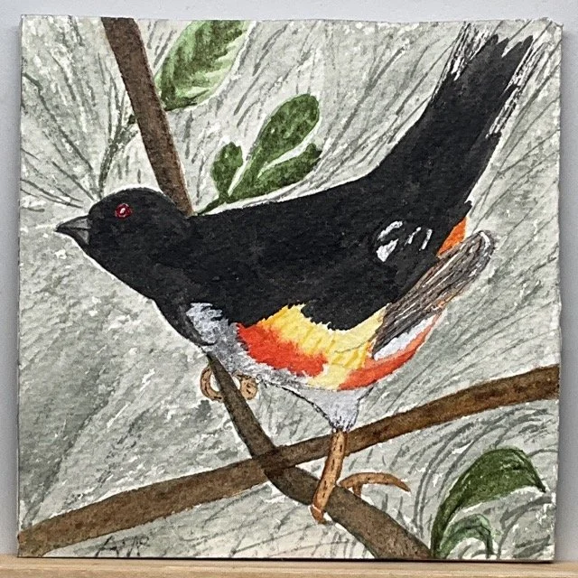 Andi-McCarter_Towhee.jpeg