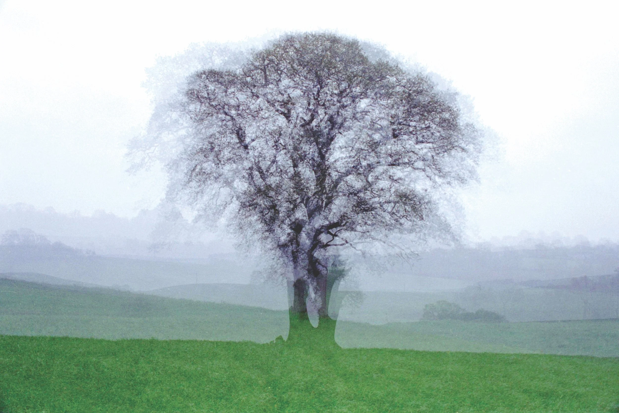 Oak. North, South, East & West (2019)
 Expired film, multiple exposure
