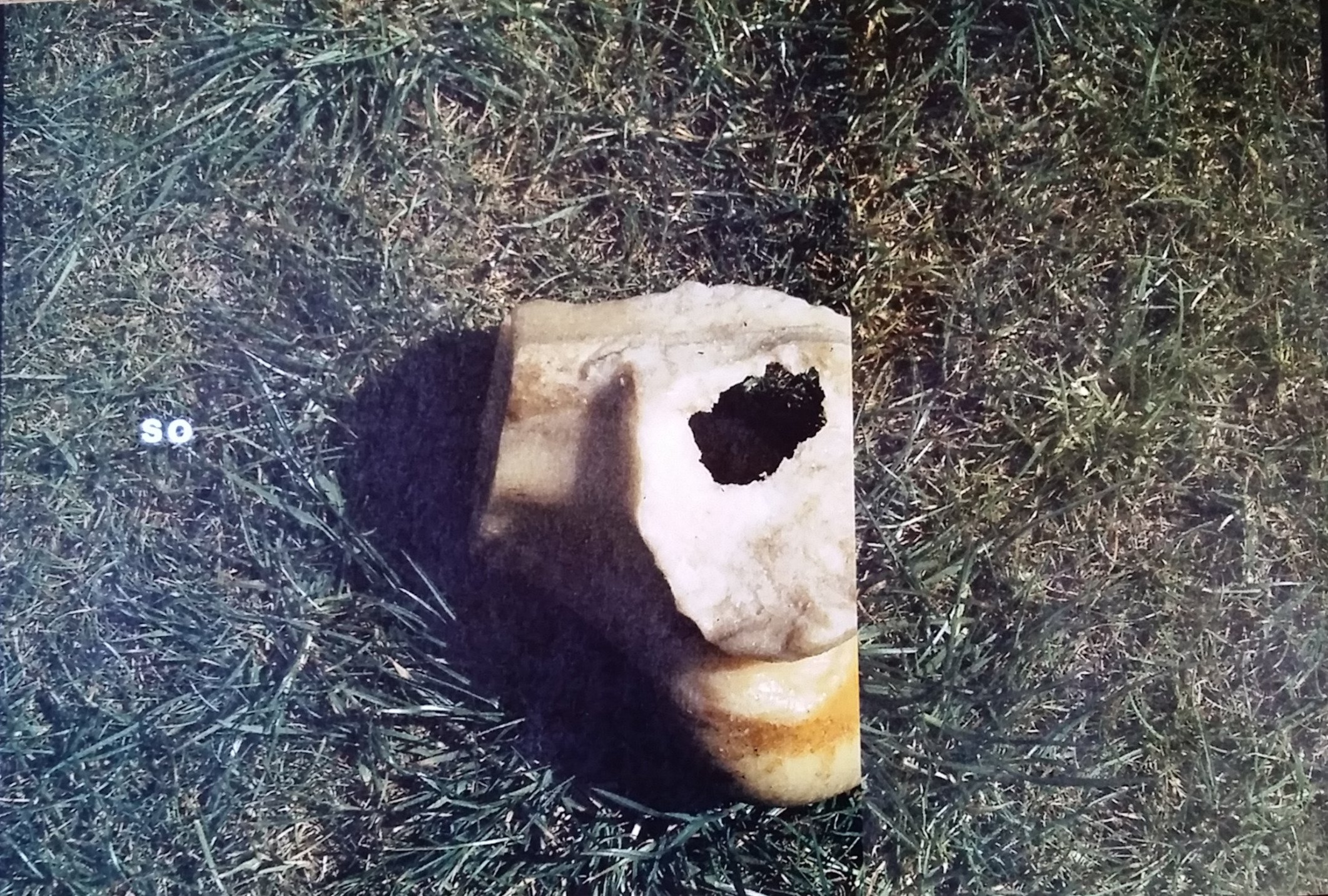 so bone_edited.jpg