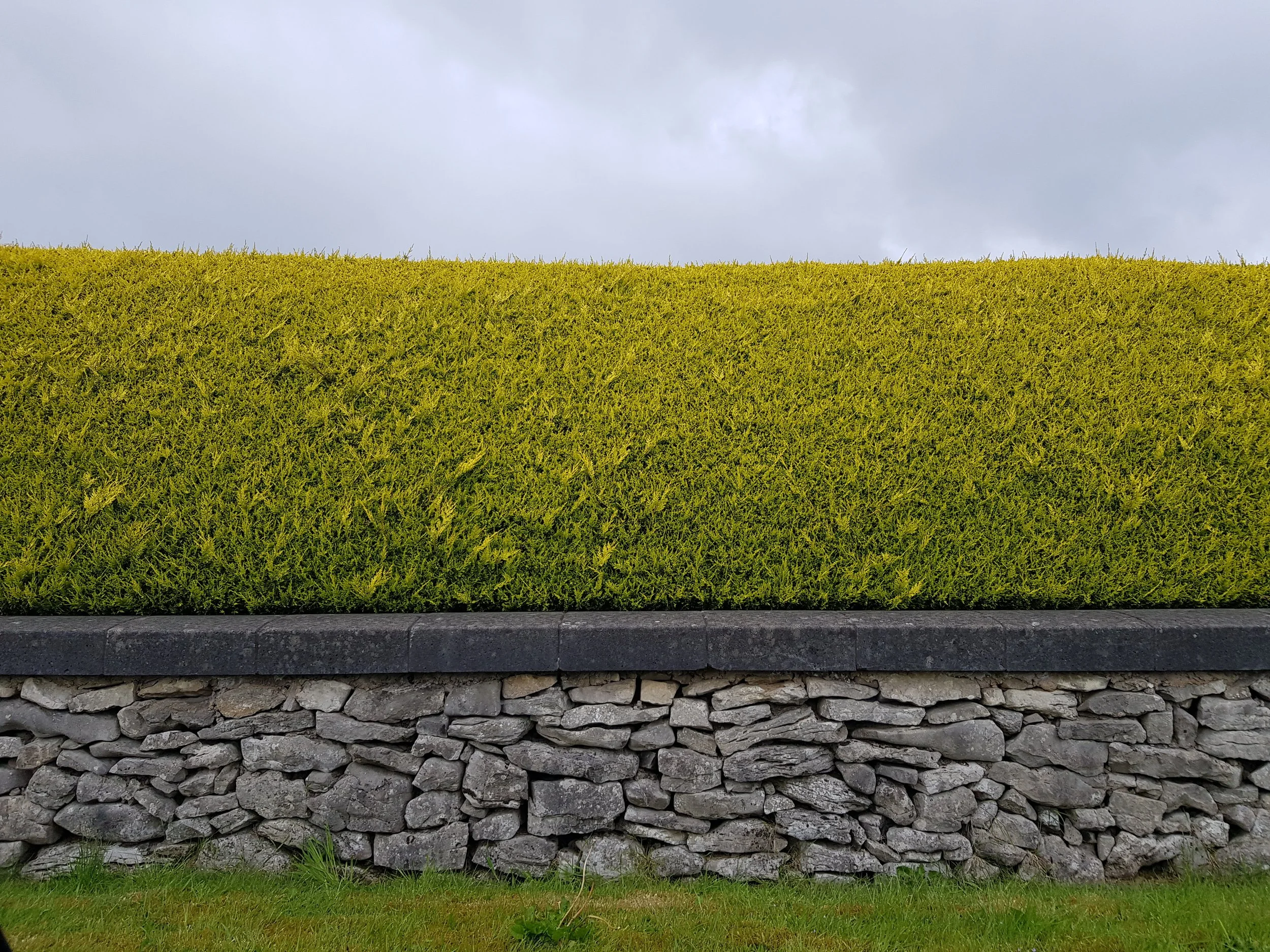 aliceson carter hedges of ireland 1.jpg