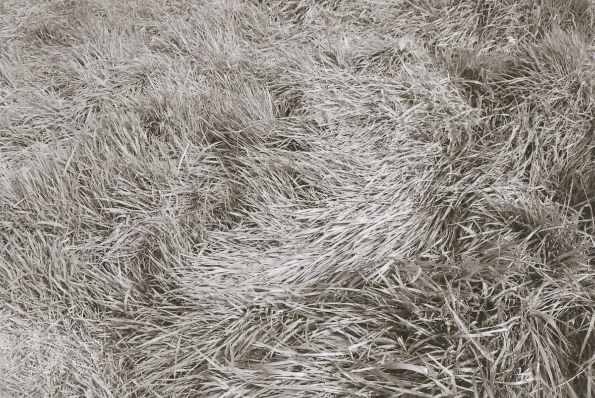 After (2018)
Expired Ilford film.