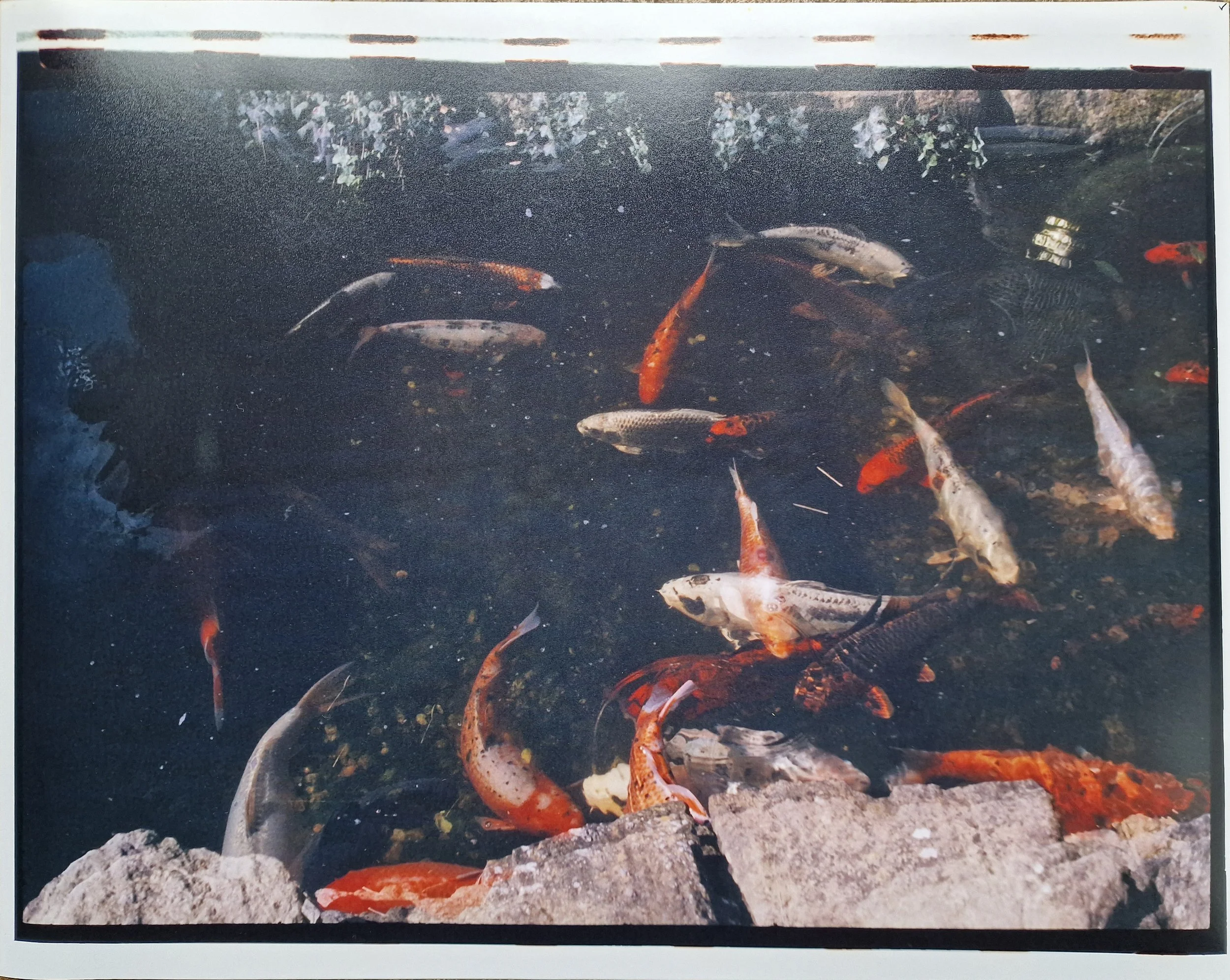 Investment Banking (Koi) (2023)
Analogue multiple exposure archival hand print.