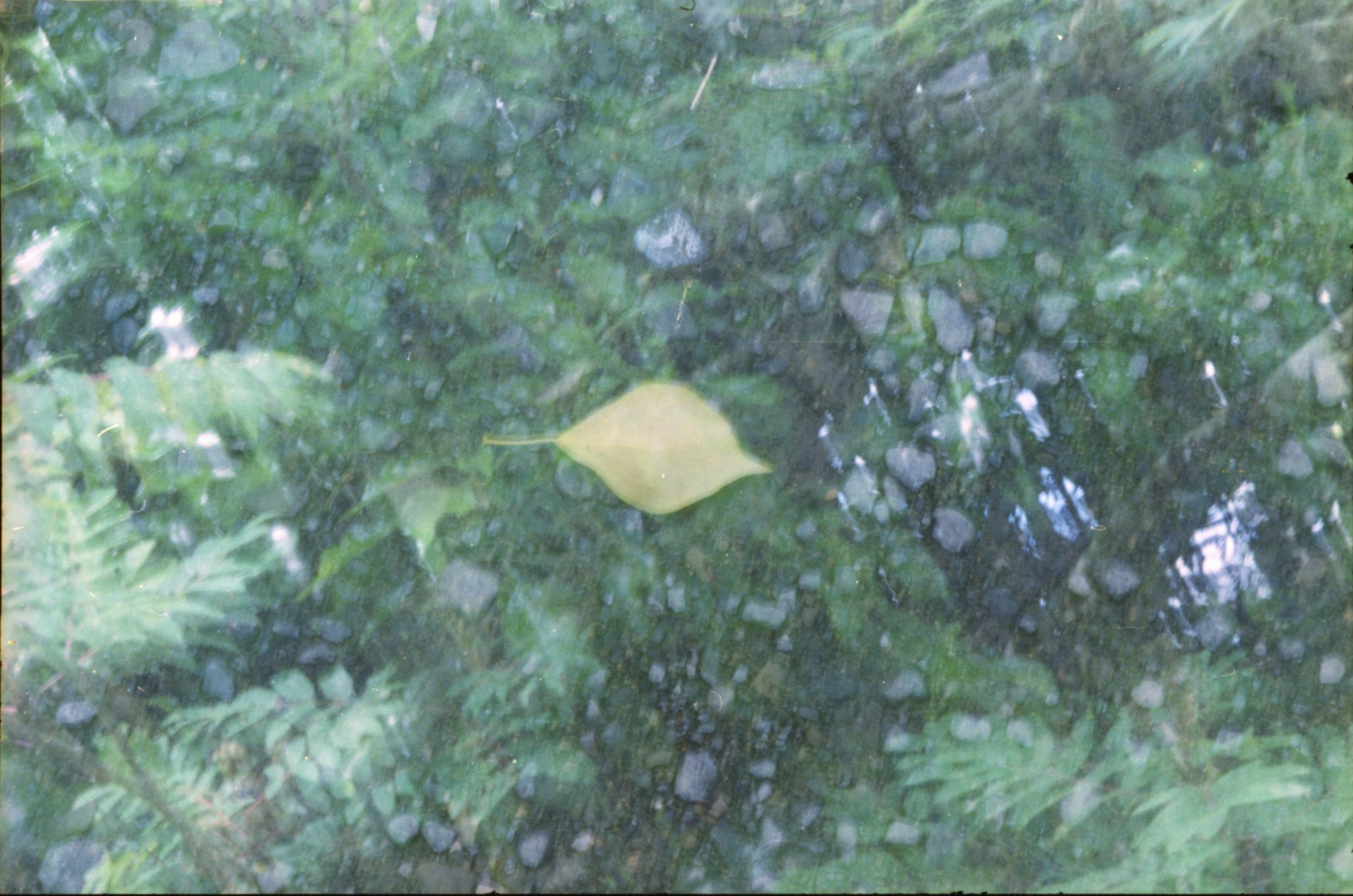 Leaf/Tree (2019)
Expired film, double exposure.