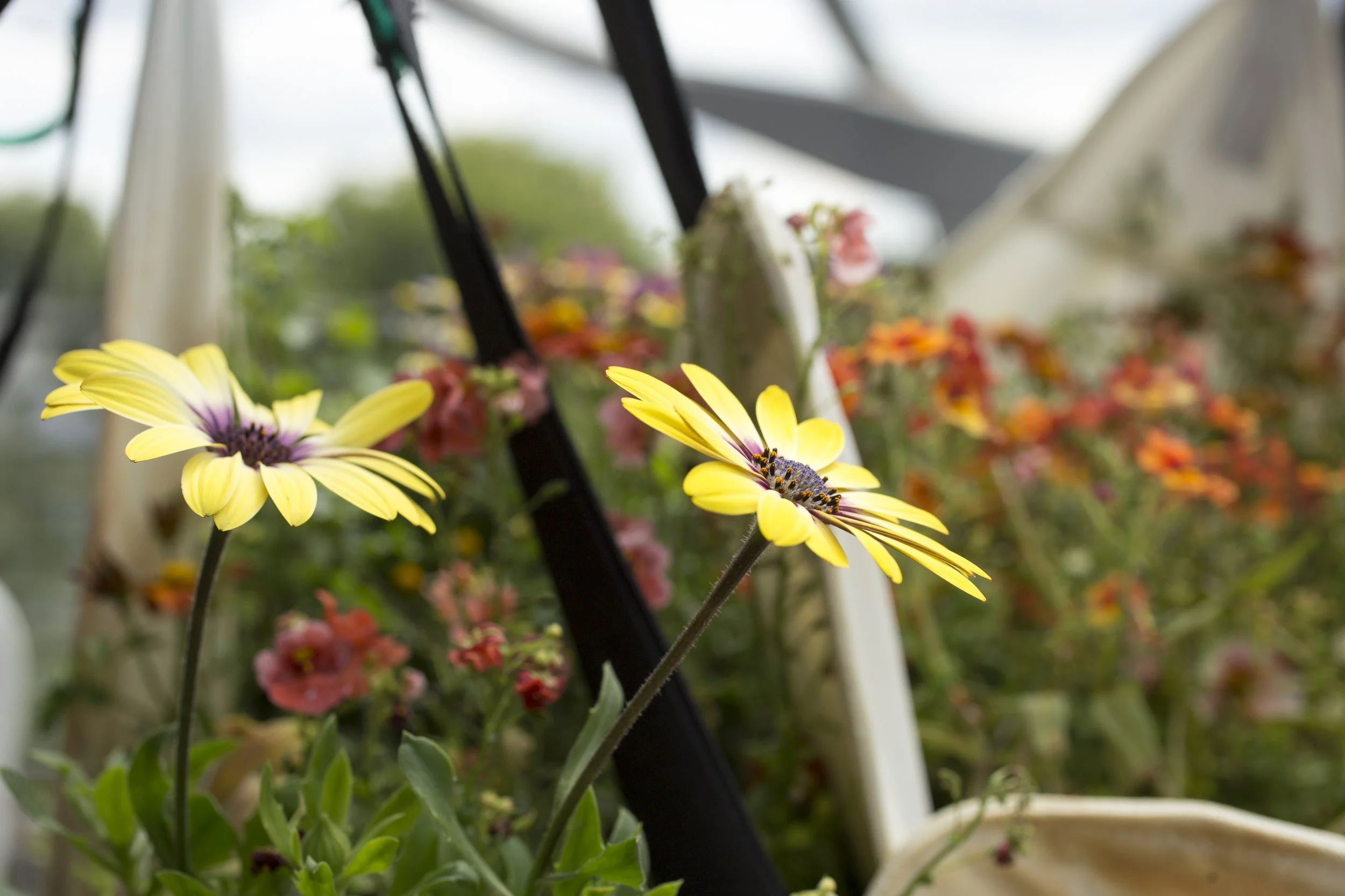 5 t lhoist flowers1.jpg