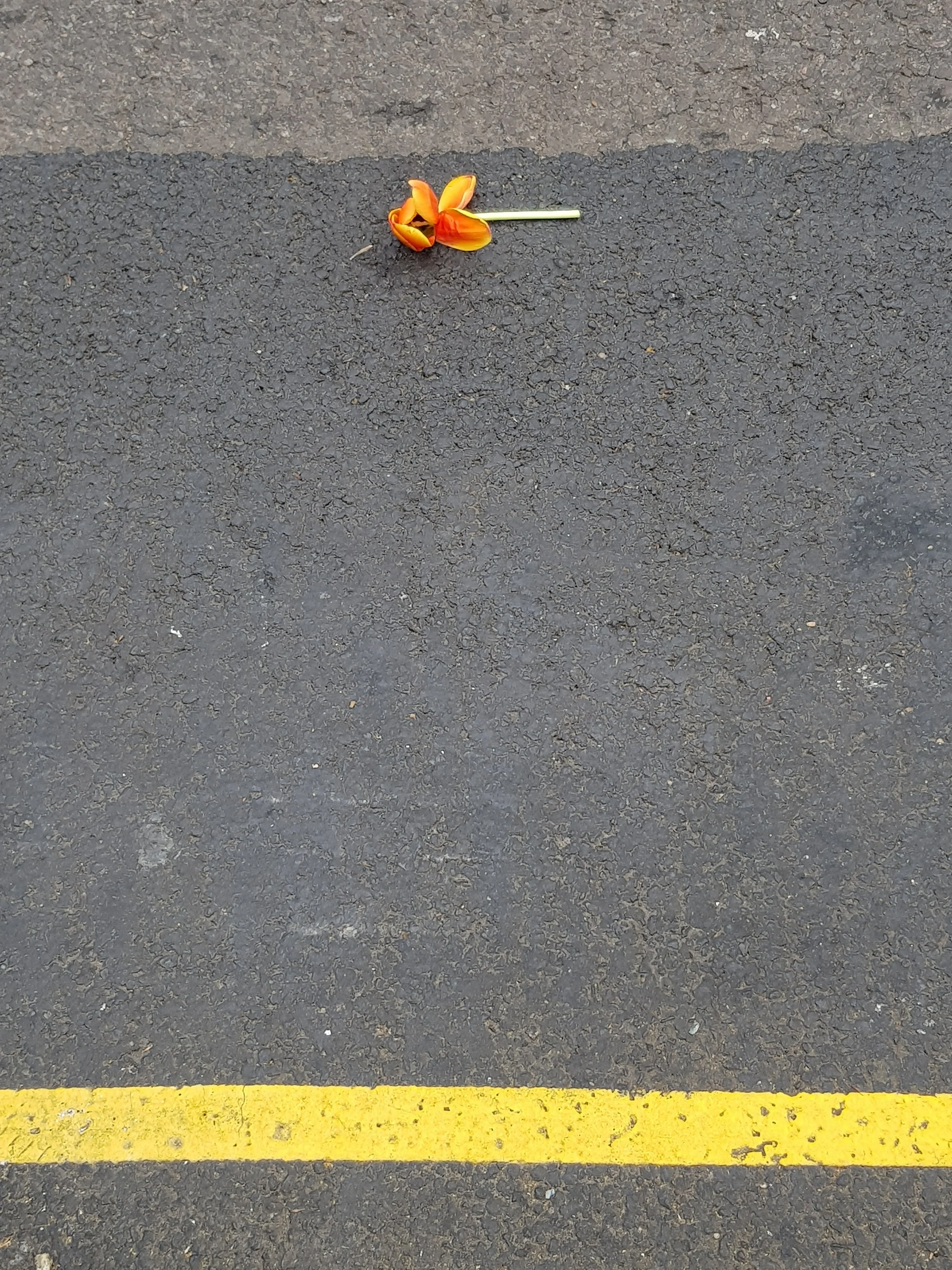 Tulip (underlined) (2019)