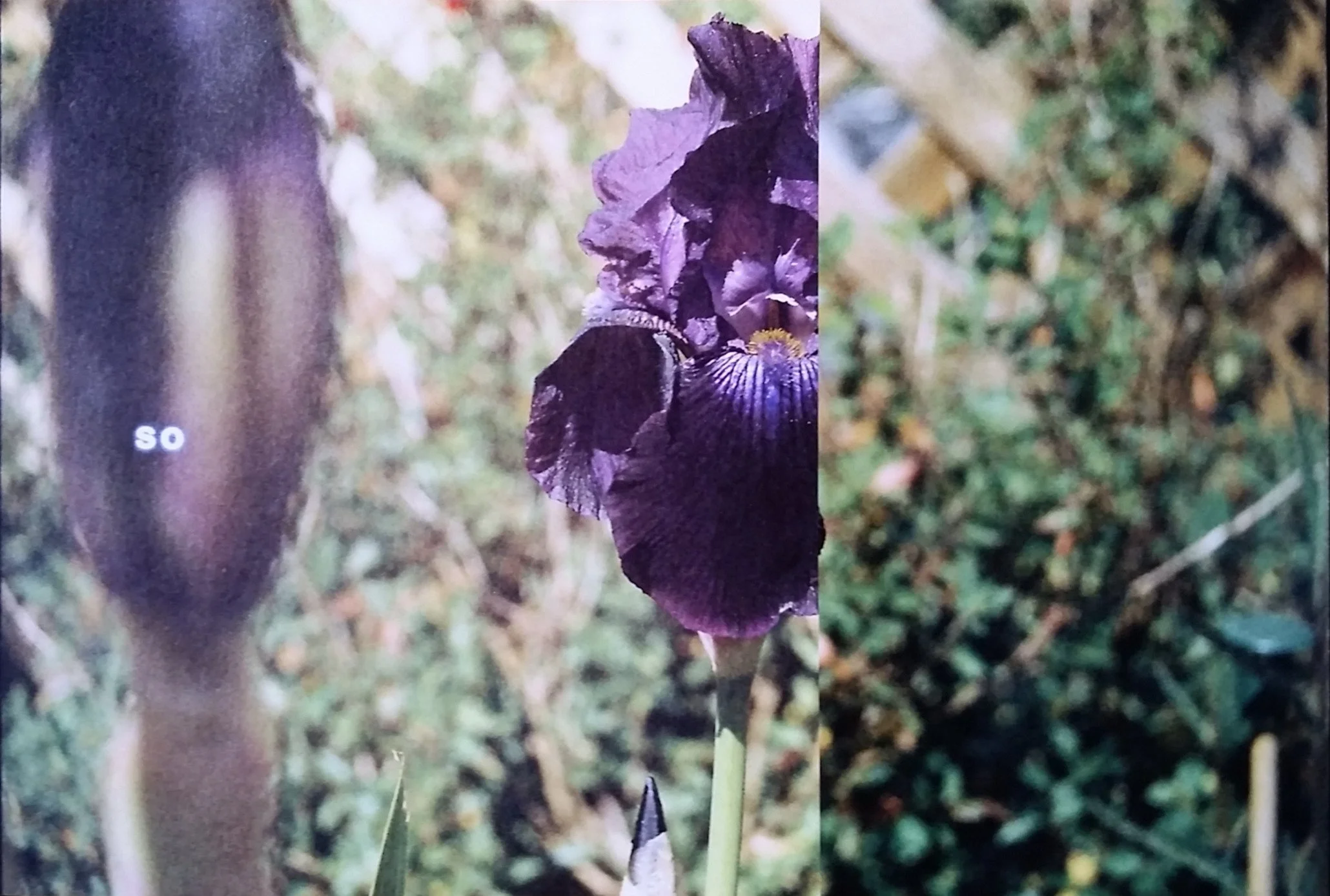 so iris_edited.jpg
