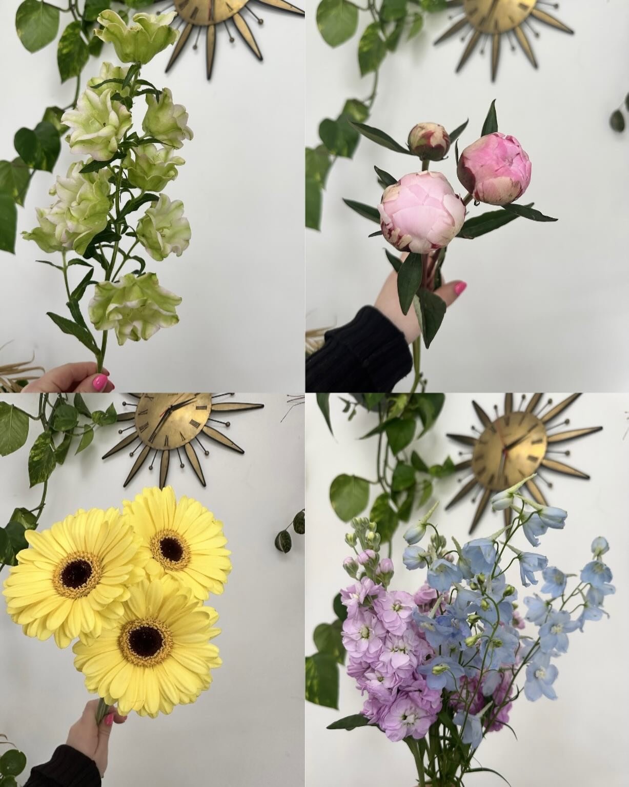 Pastels on repeat this week 🌸🩵🍋

Peonies, delphiniums, stocks, campanula and butter-yellow gerberas making up this week&rsquo;s Flower Fridays bouquets.

I&rsquo;ve spent the day creating bouquets for our &ldquo;Flower Friday Club&rdquo; subscript