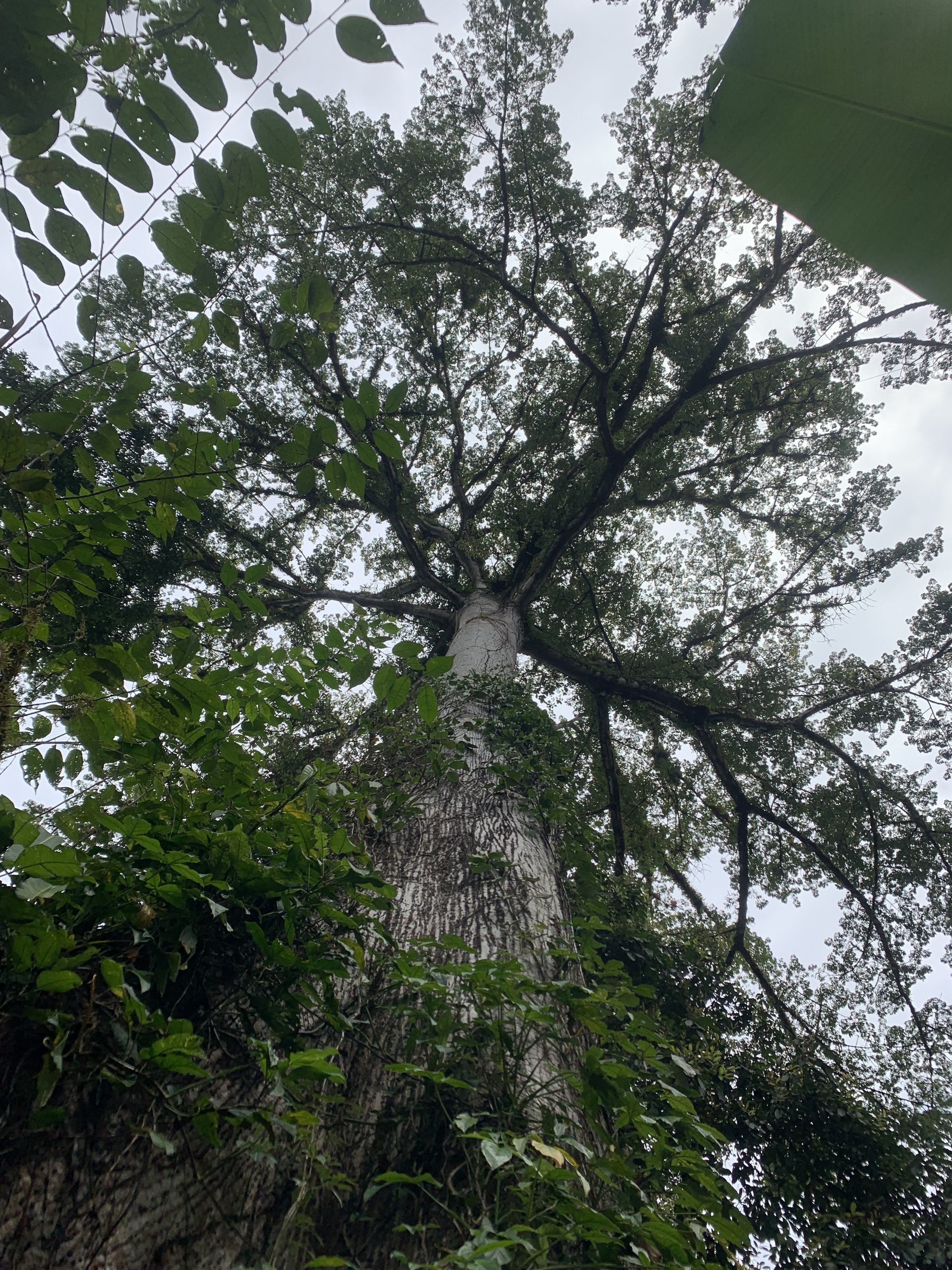 The perspective looking up at a tall tree with many branches and green leaves. There is some foliage in the foreground and the sky is overcast.