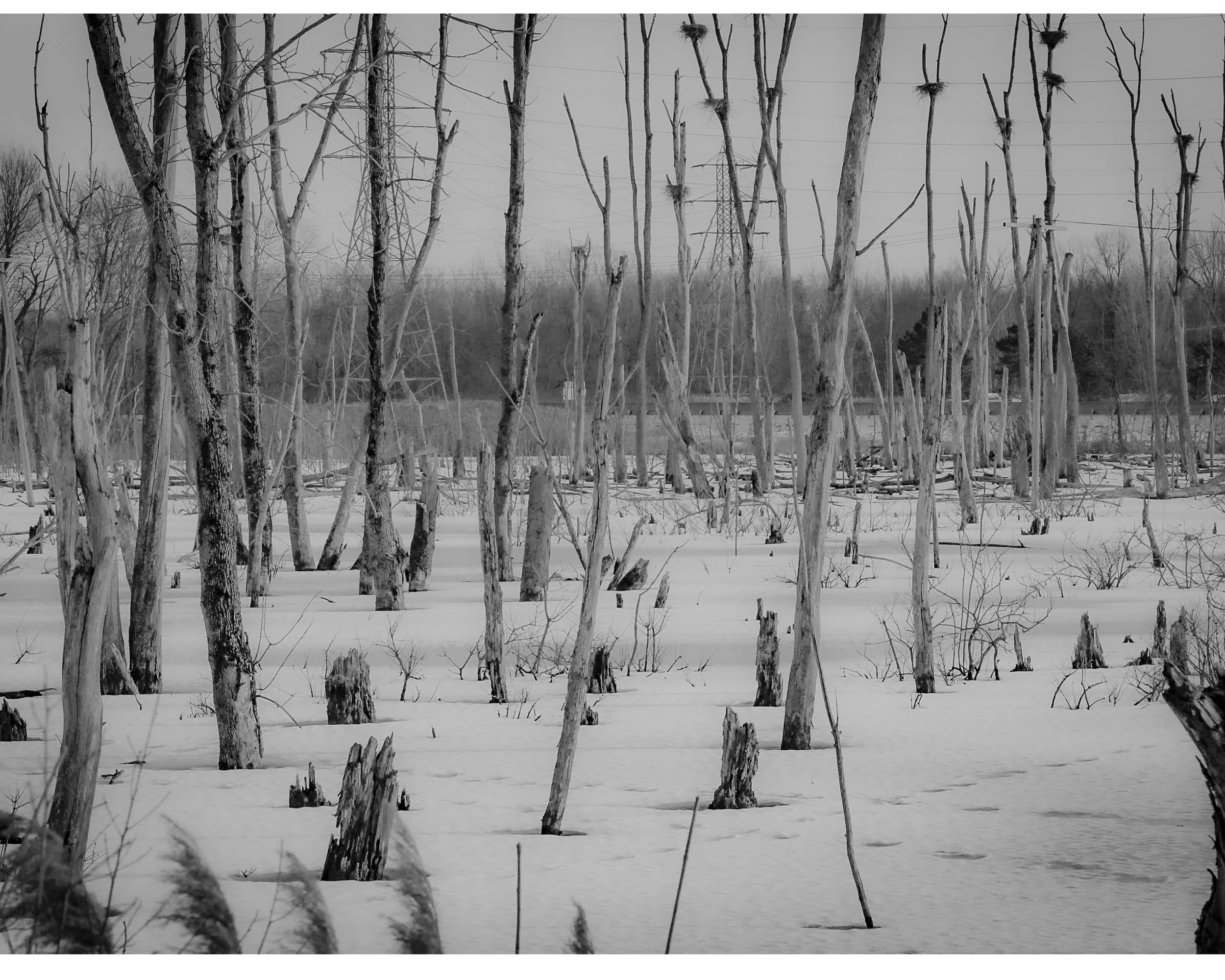 Slender trees rising from a frozen marsh in soft fog.