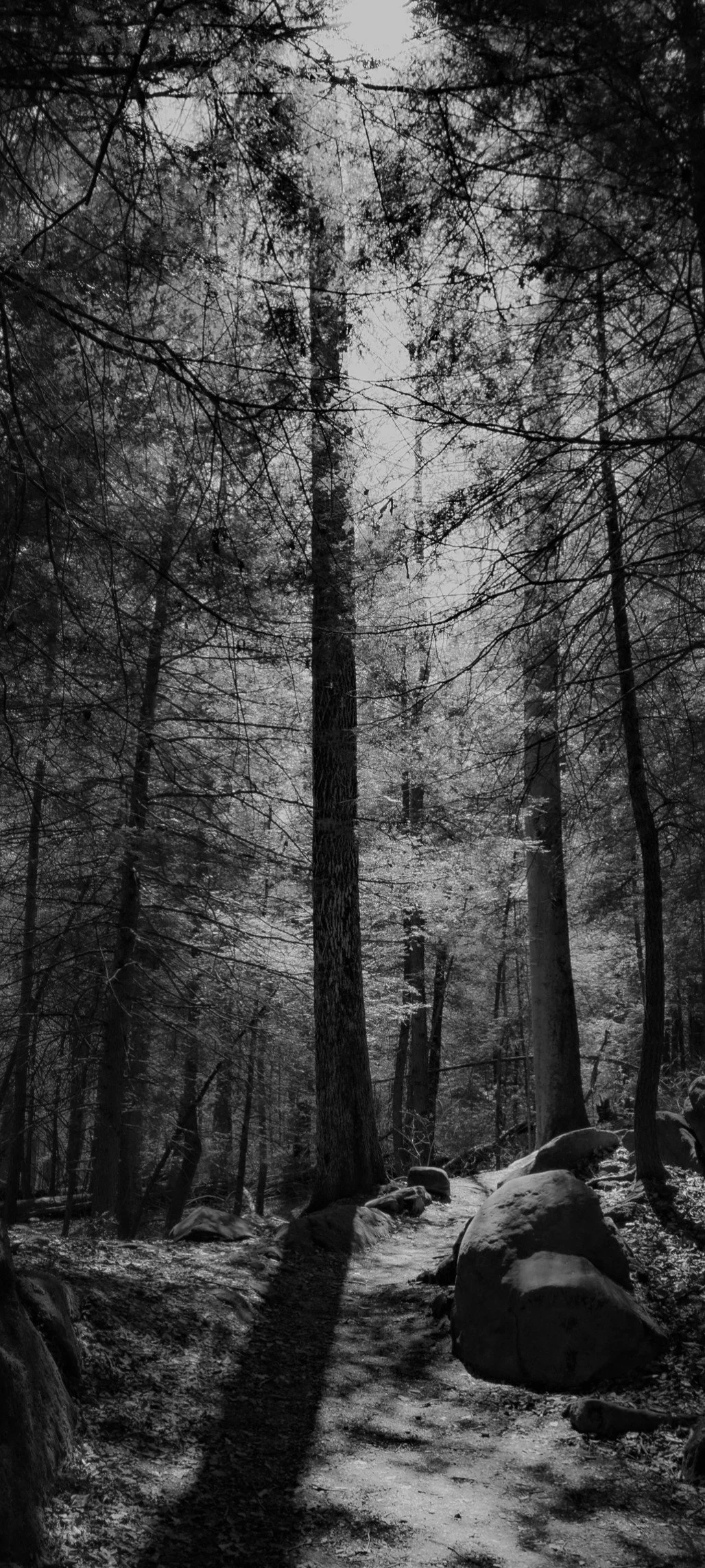 A gentle glow weaves through the forest, illuminating the trees with quiet elegance. Light becomes the subject, transforming an ordinary woodland into something timeless.