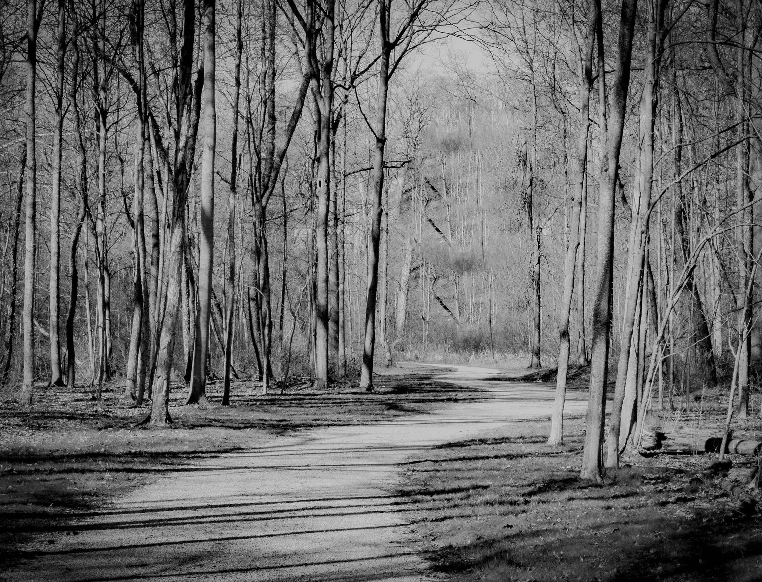 Woodland Paths