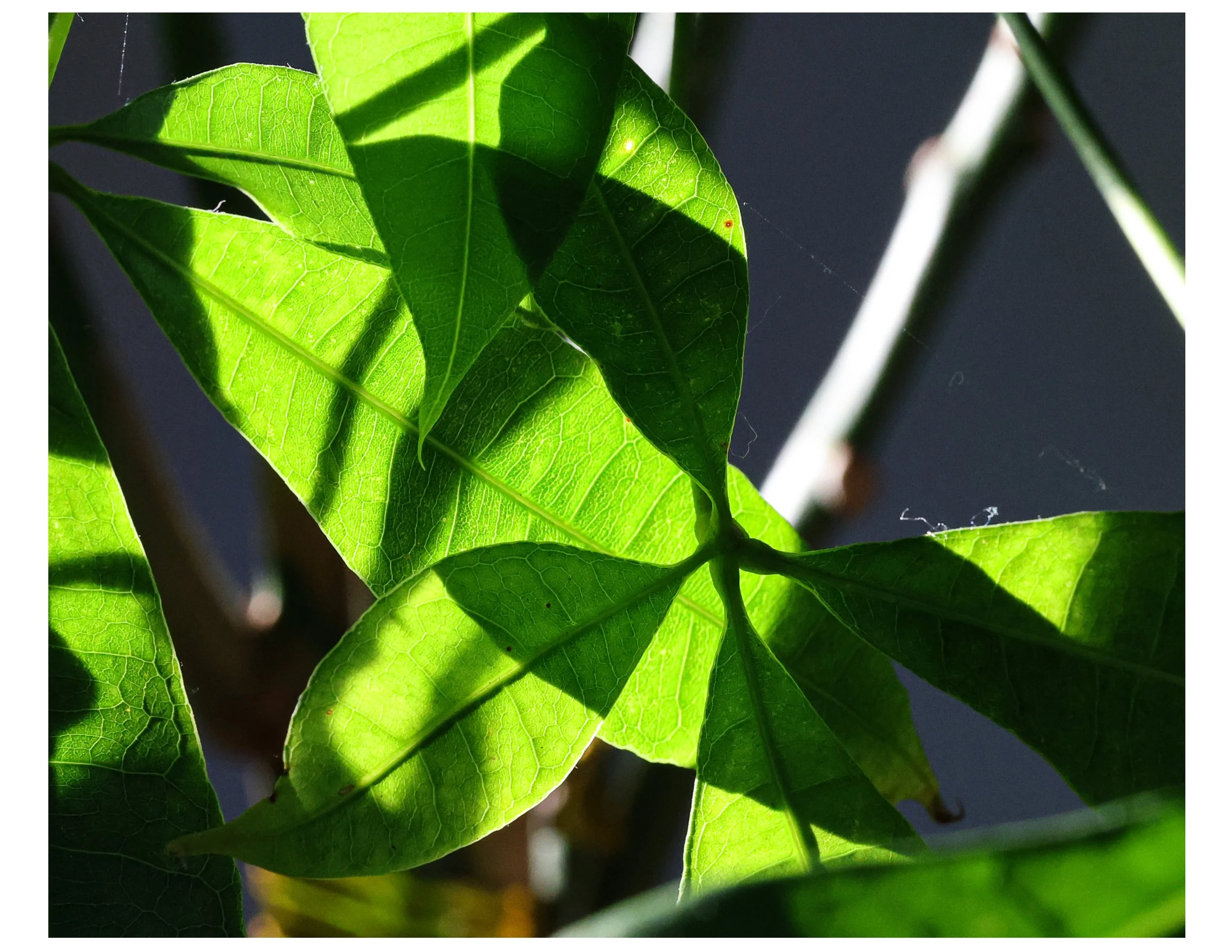 Moneytree (2025-10-09T23_42_48.577).jpg