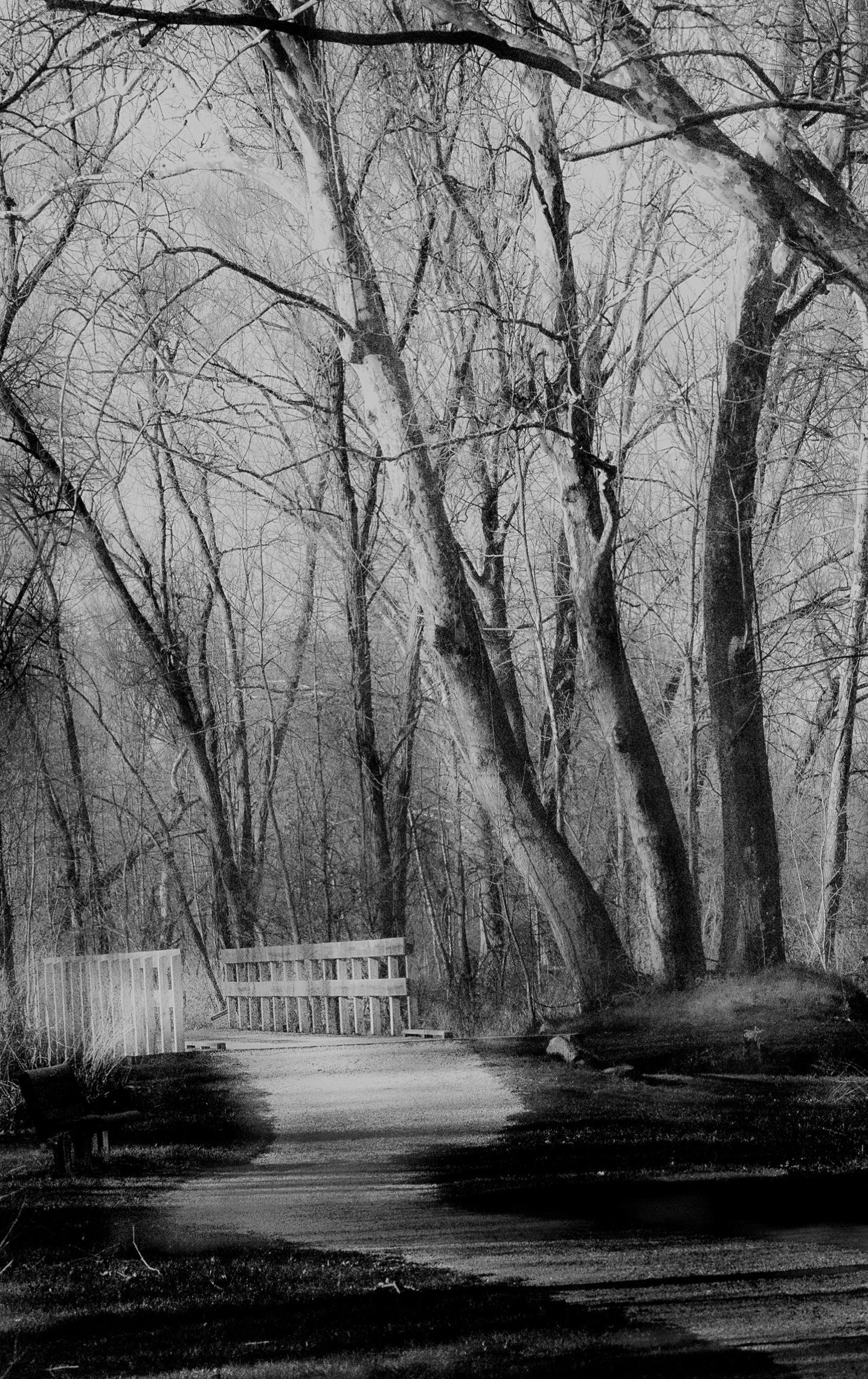 A quiet bridge welcomes visitors into a peaceful woodland setting.