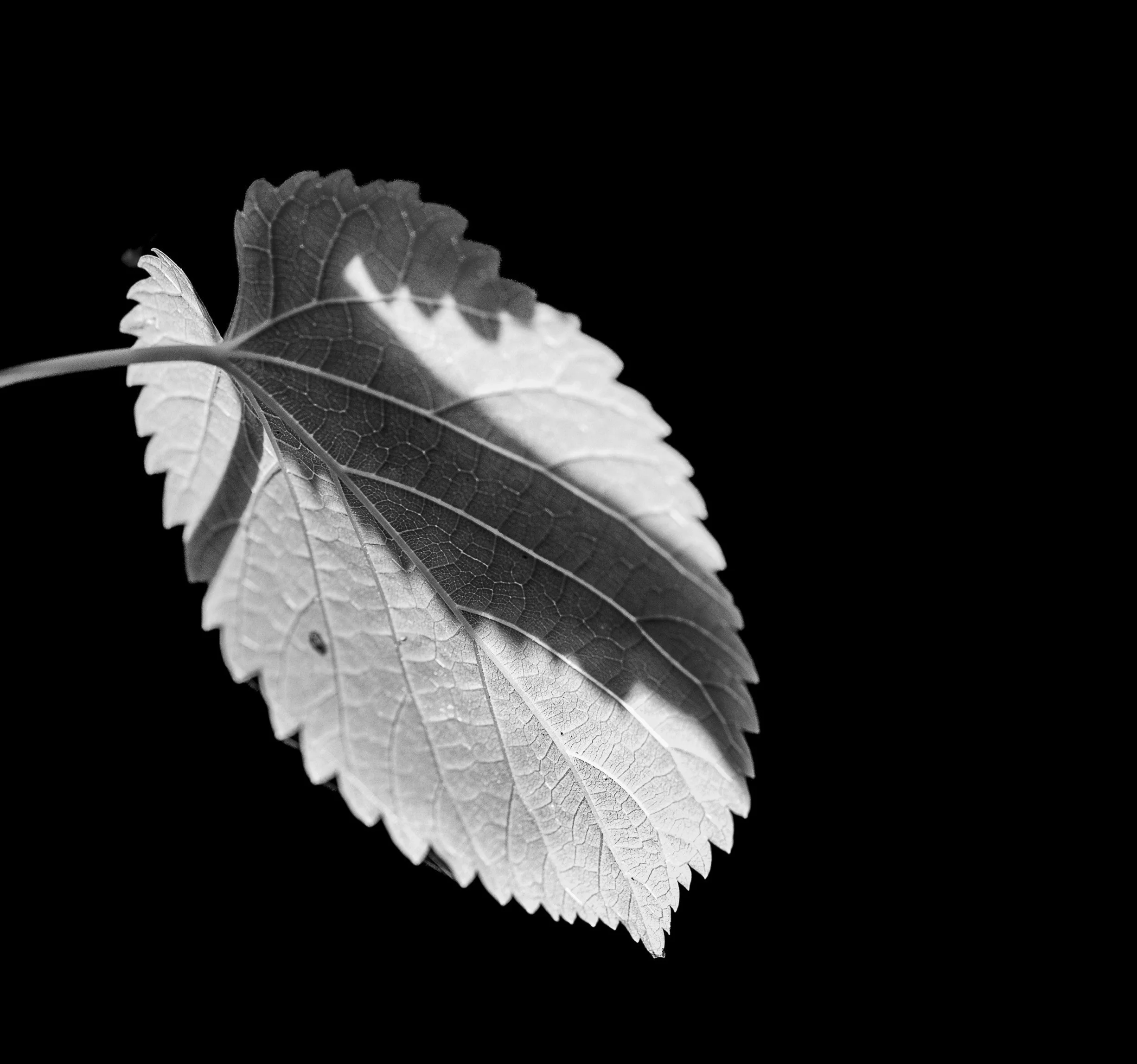A simple leaf becomes a timeless study of balance, light, and stillness.