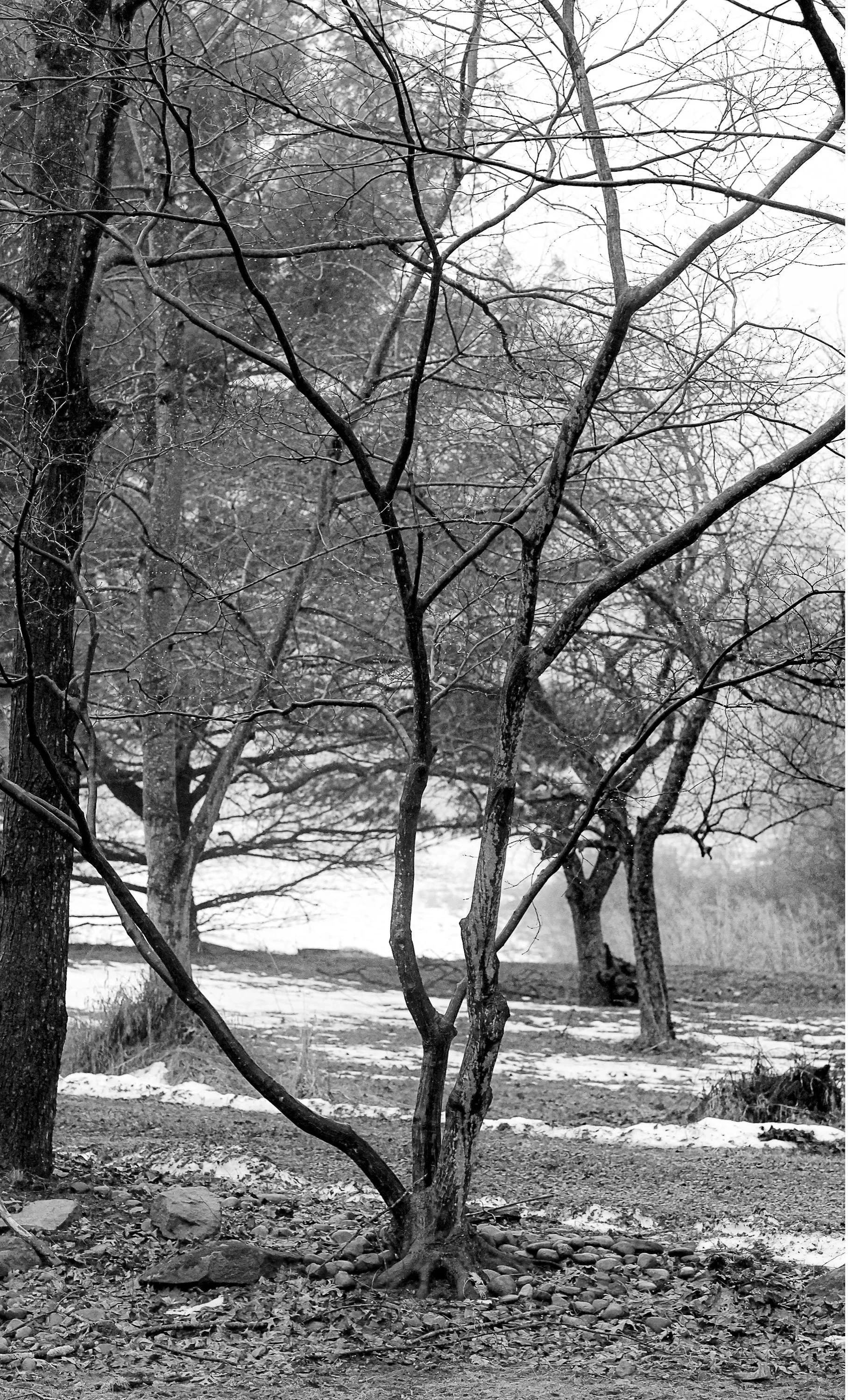 Bare branches framing a quiet winter shoreline.