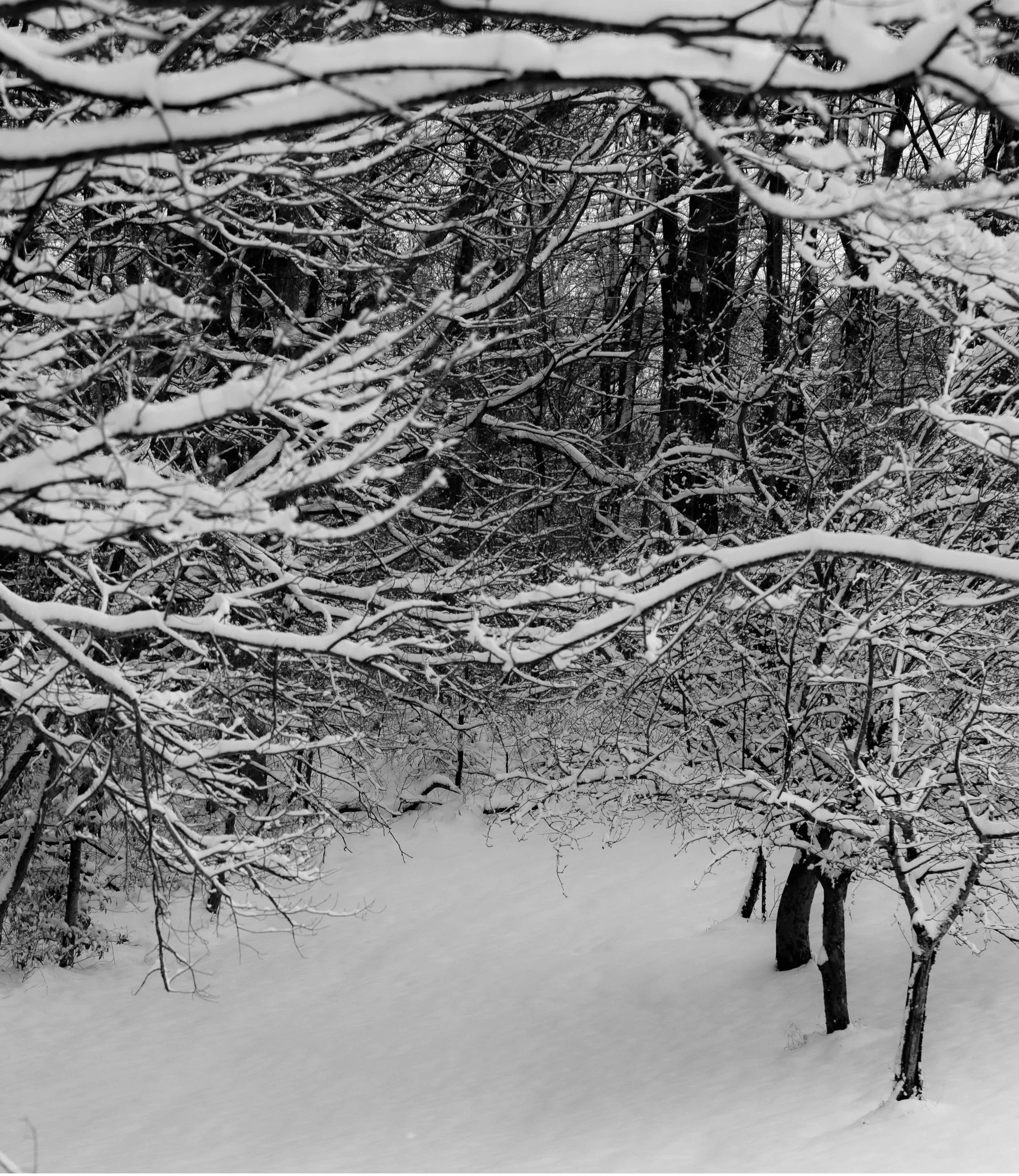 Snow-covered branches forming a quiet woodland path.
