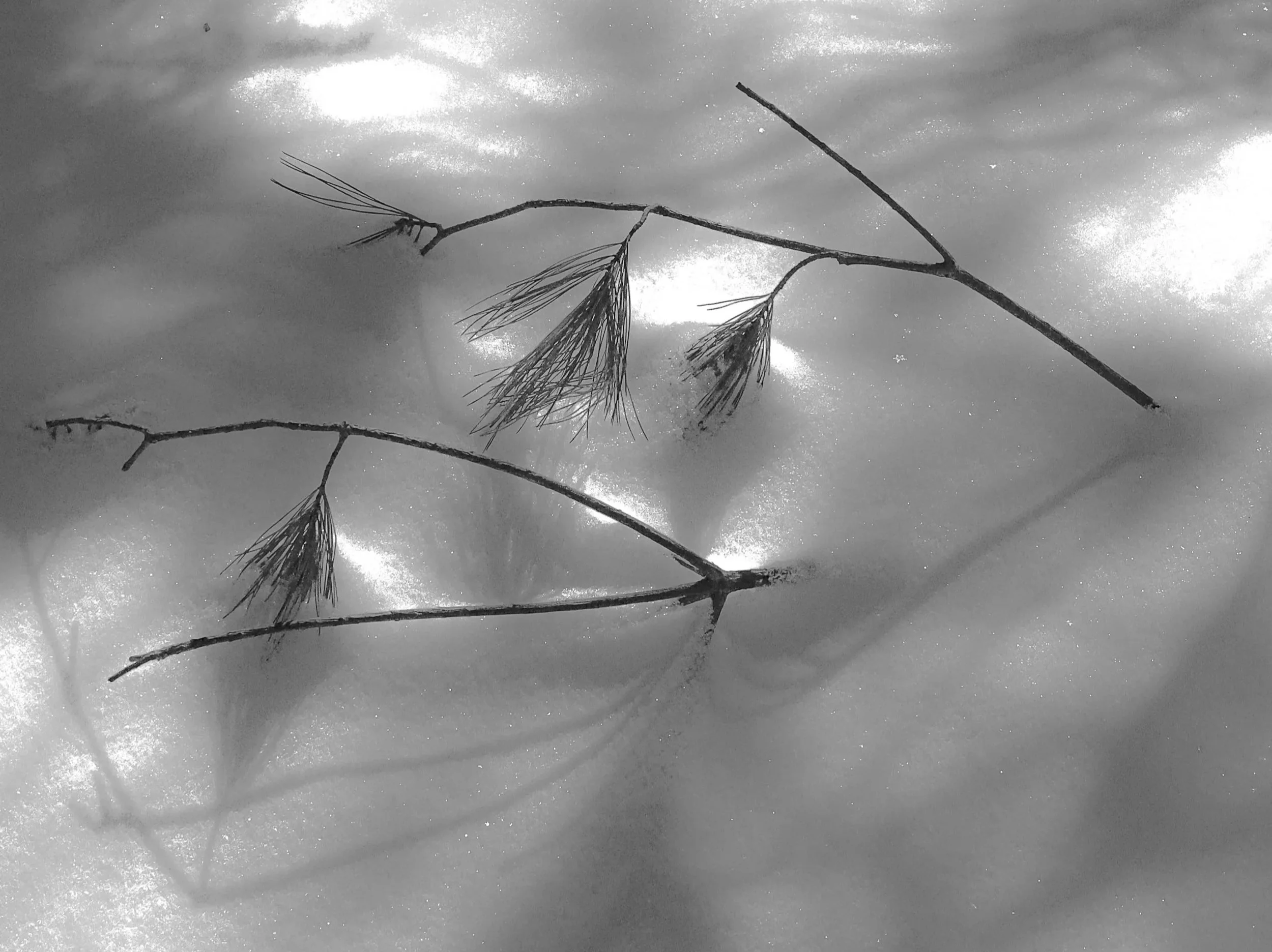 A slender branch drifting across still water and soft reflections.