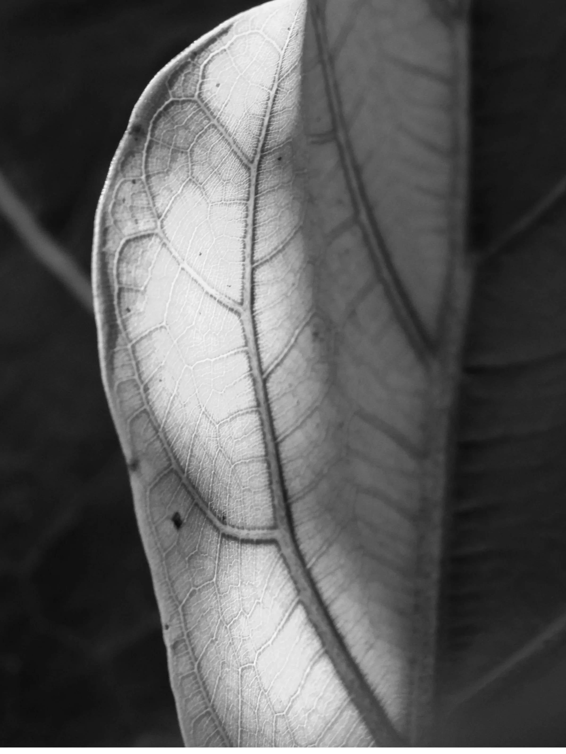 Veins of a leaf illuminated in gentle contrast.