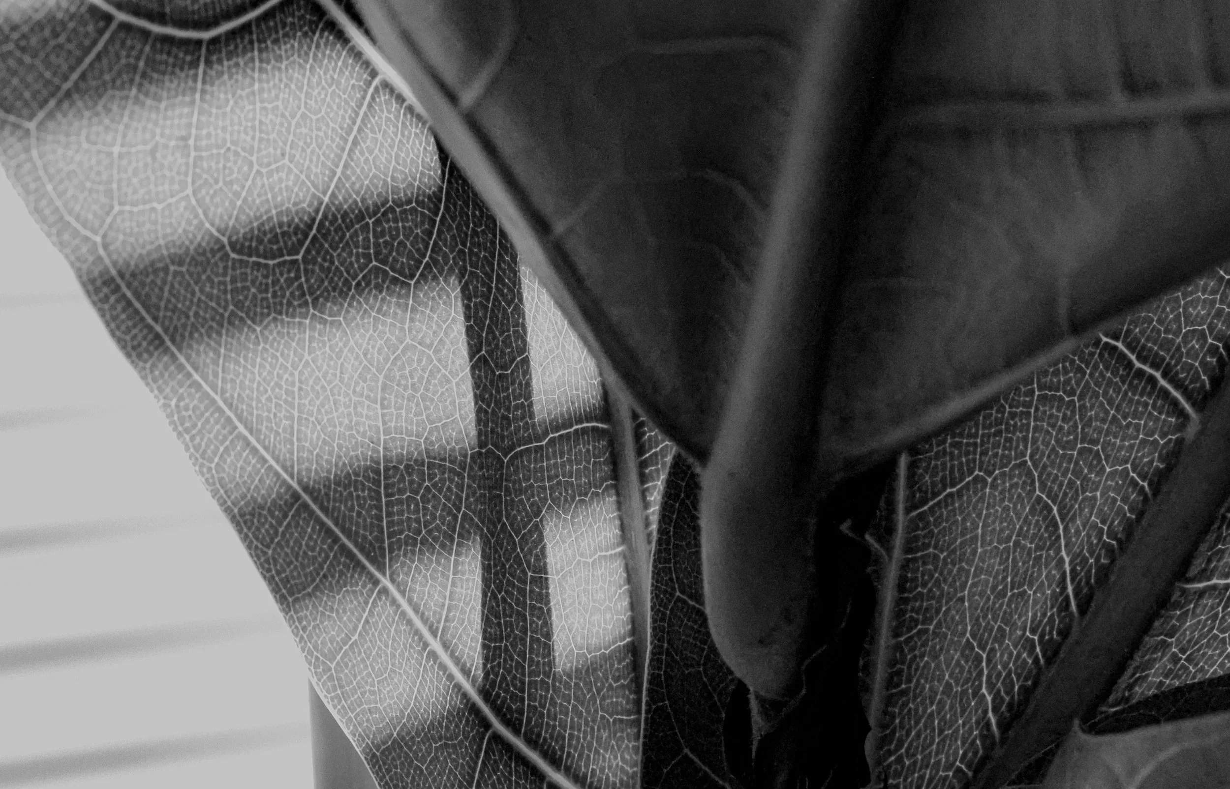 Light and shadow resting gently across layered leaves.