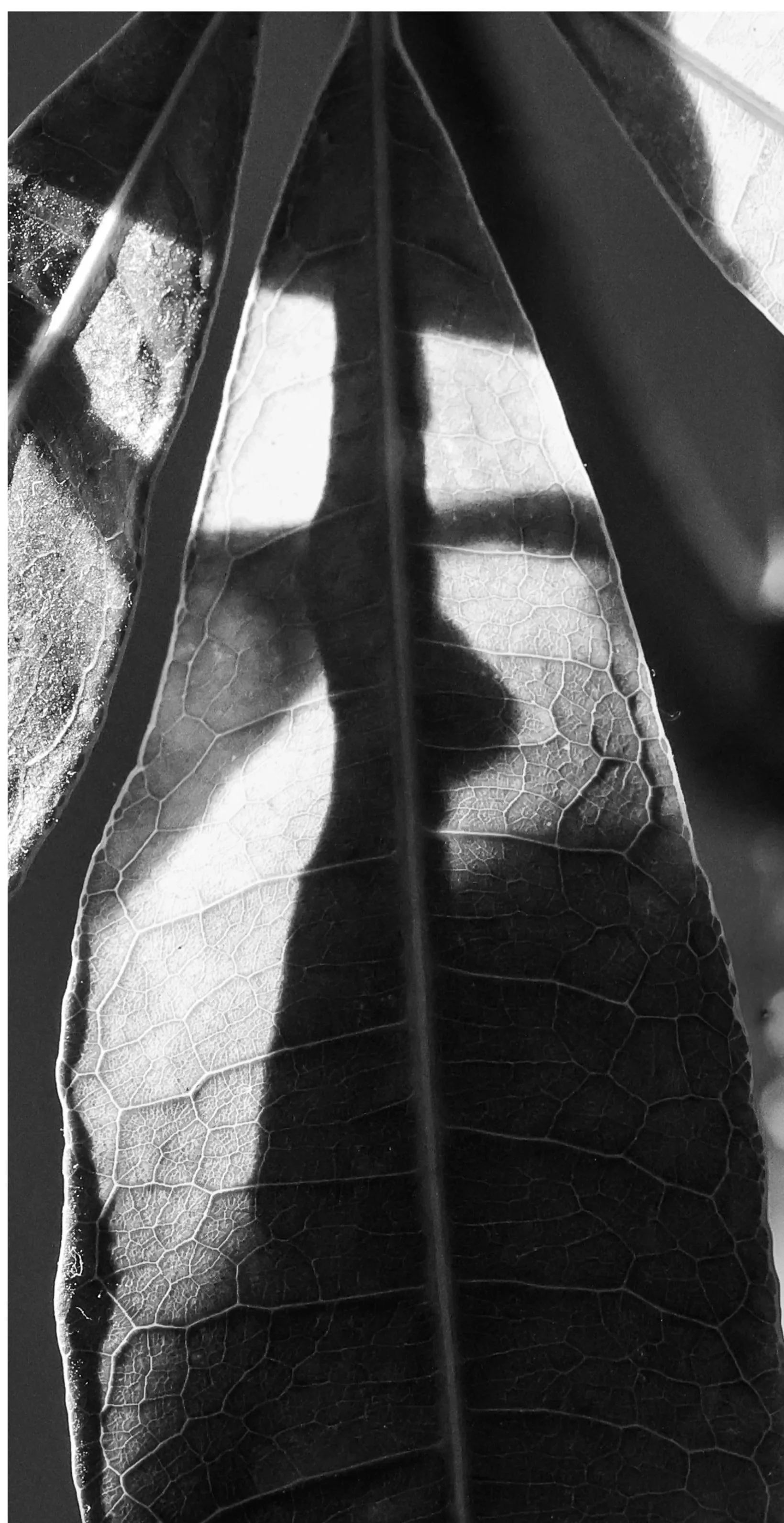 Leaf textures revealed through quiet bands of light.