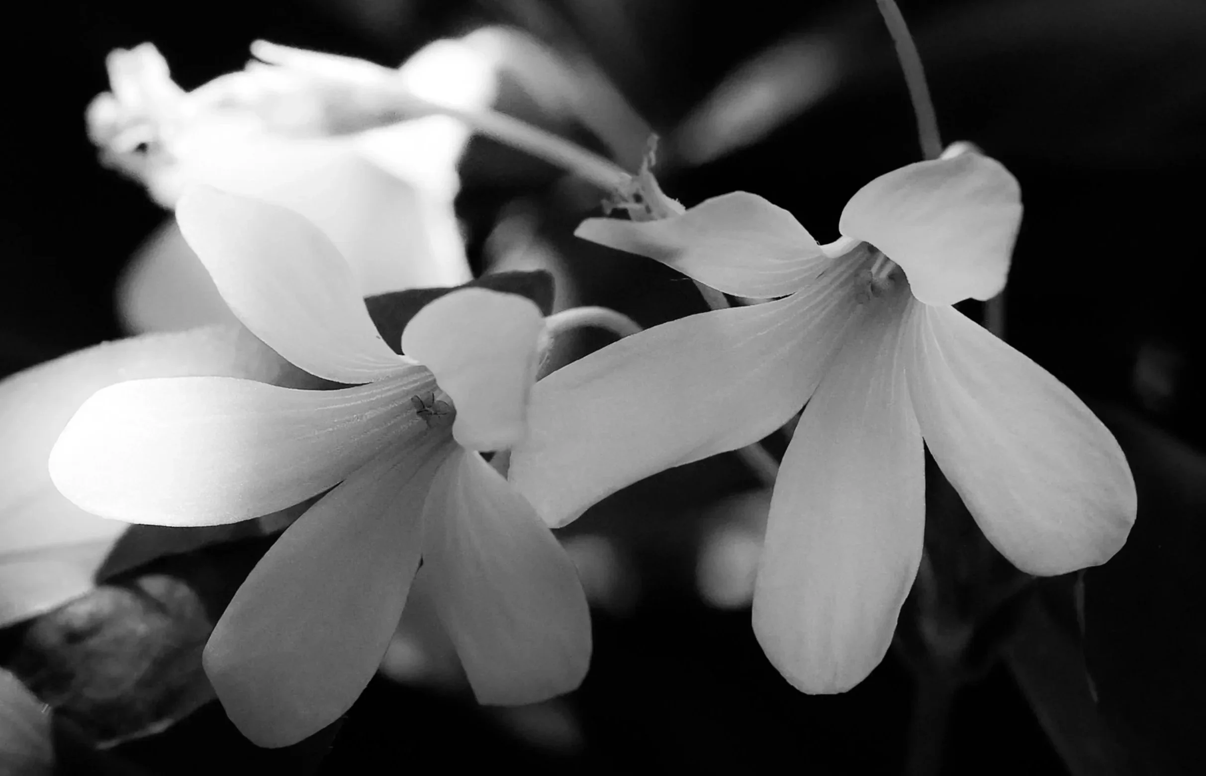 Delicate blossoms emerging softly in quiet light.