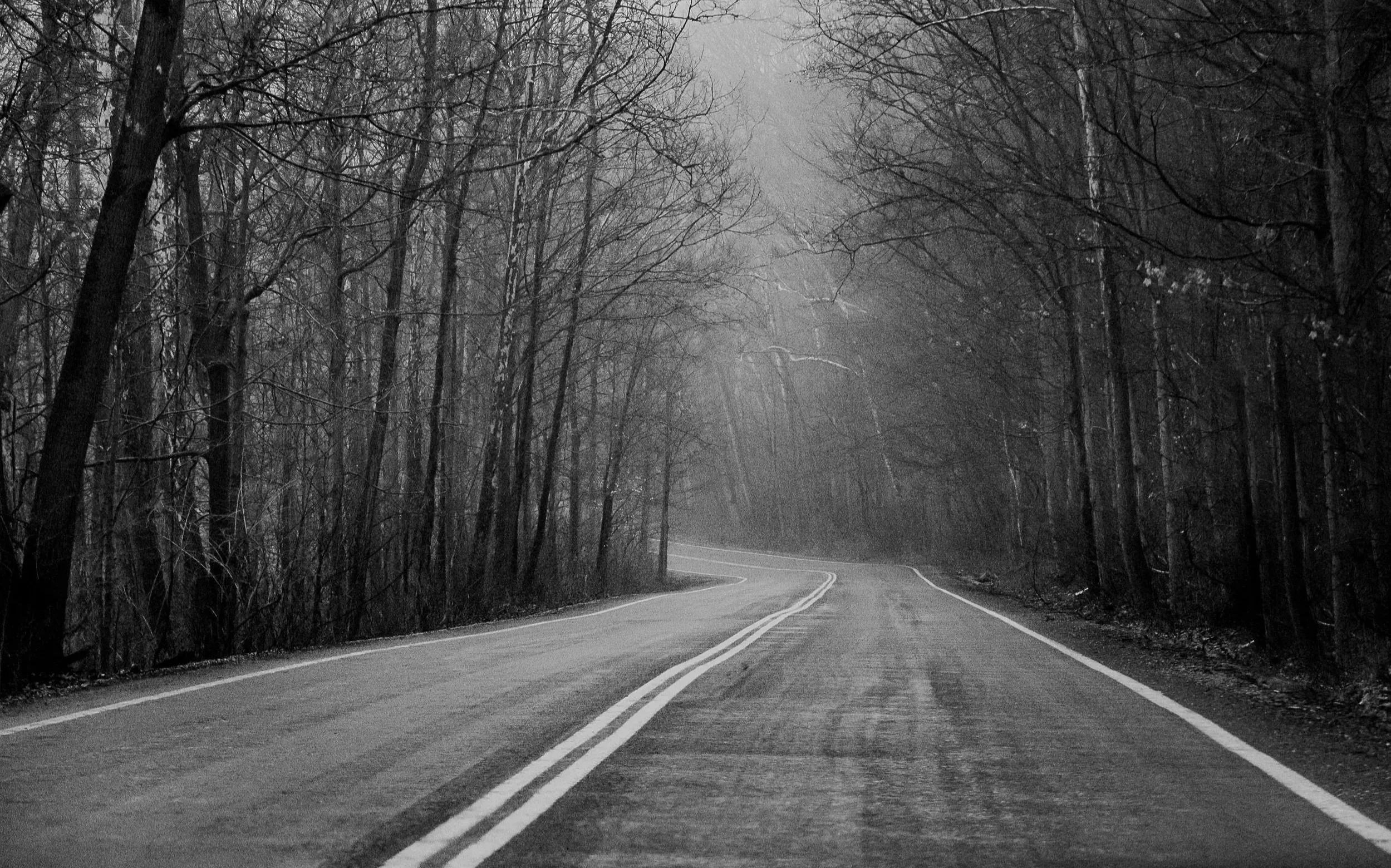 A silent road disappearing into a misted woodland.