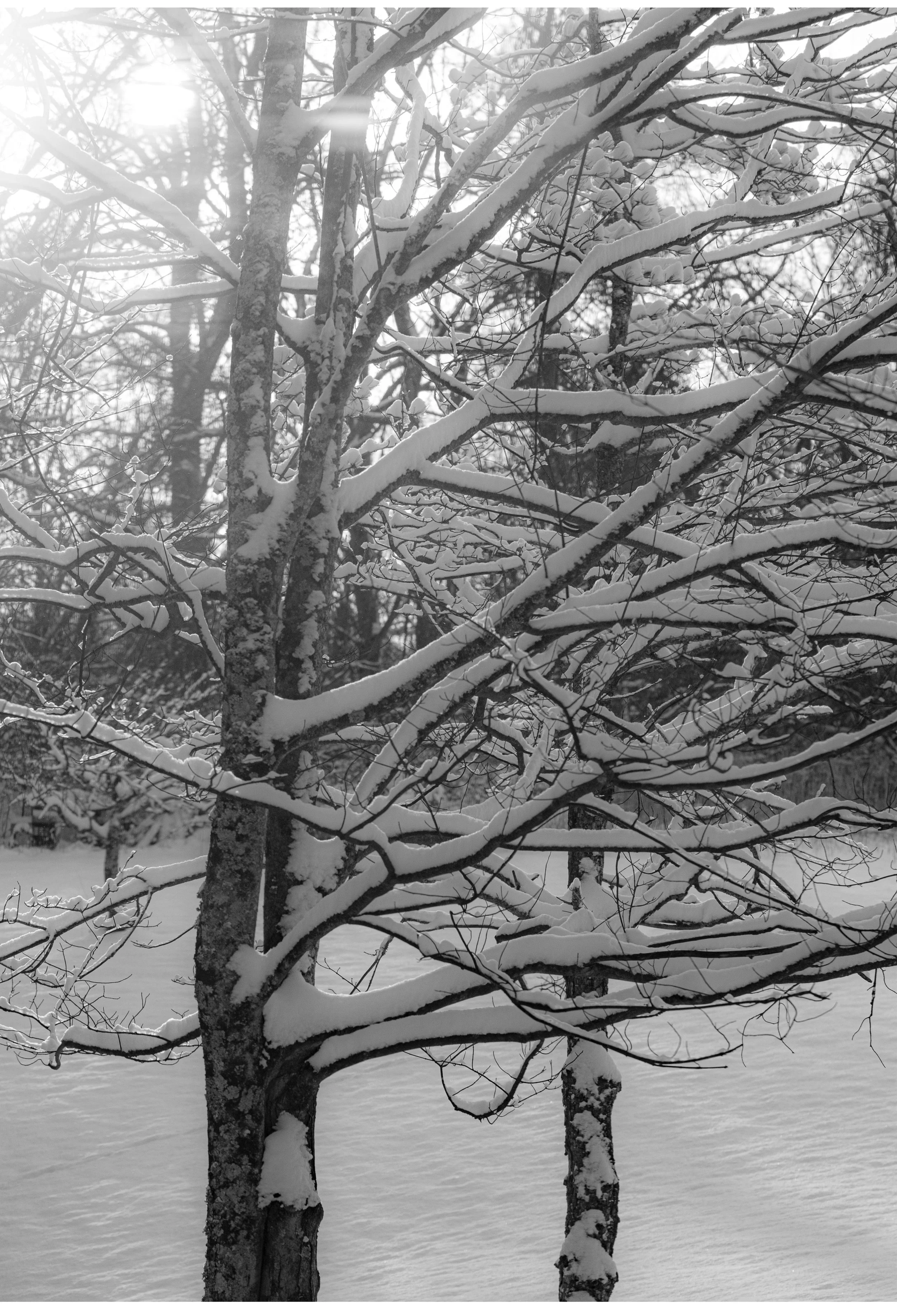 Snow resting gently across layered winter branches.